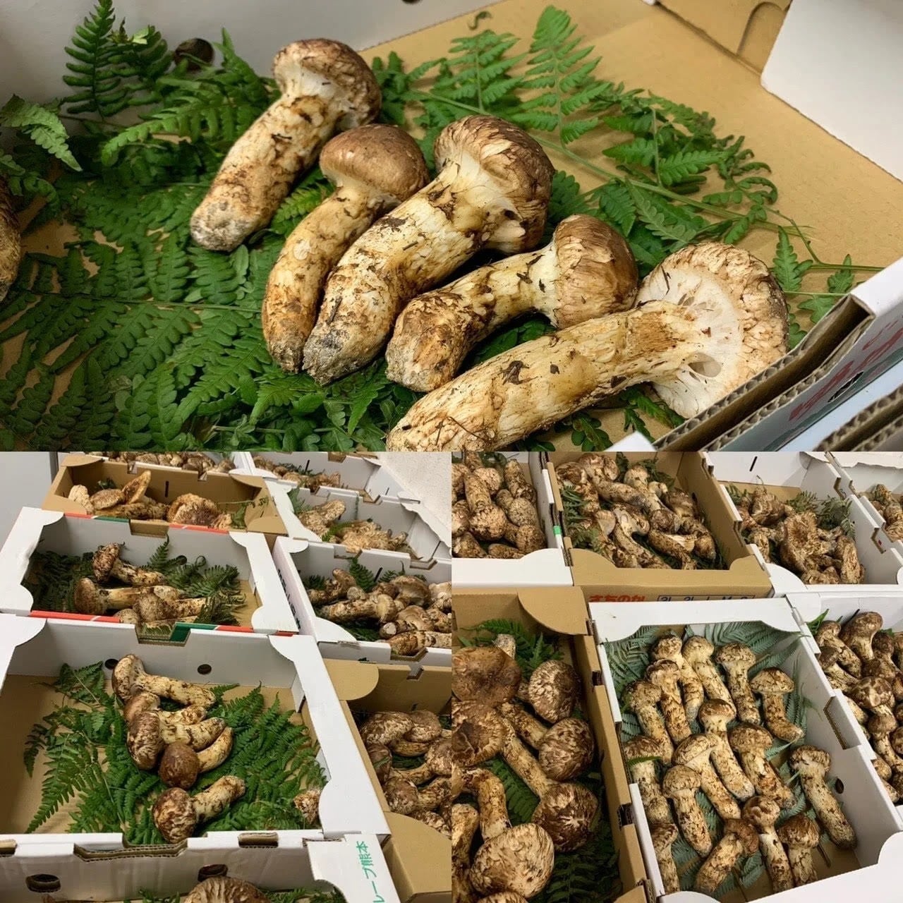 2025年10月上旬から順次発送】国産松茸 300g ランク《》 無くなり次第