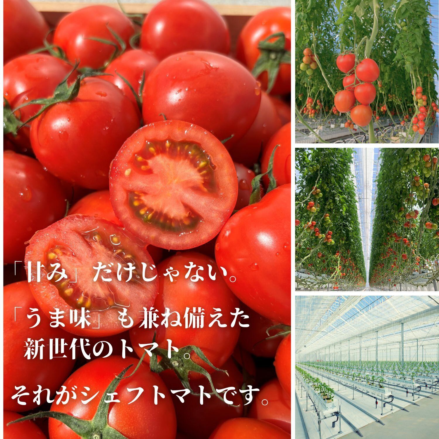 シェフトマト(1箱) | ゼブラグリーンズ