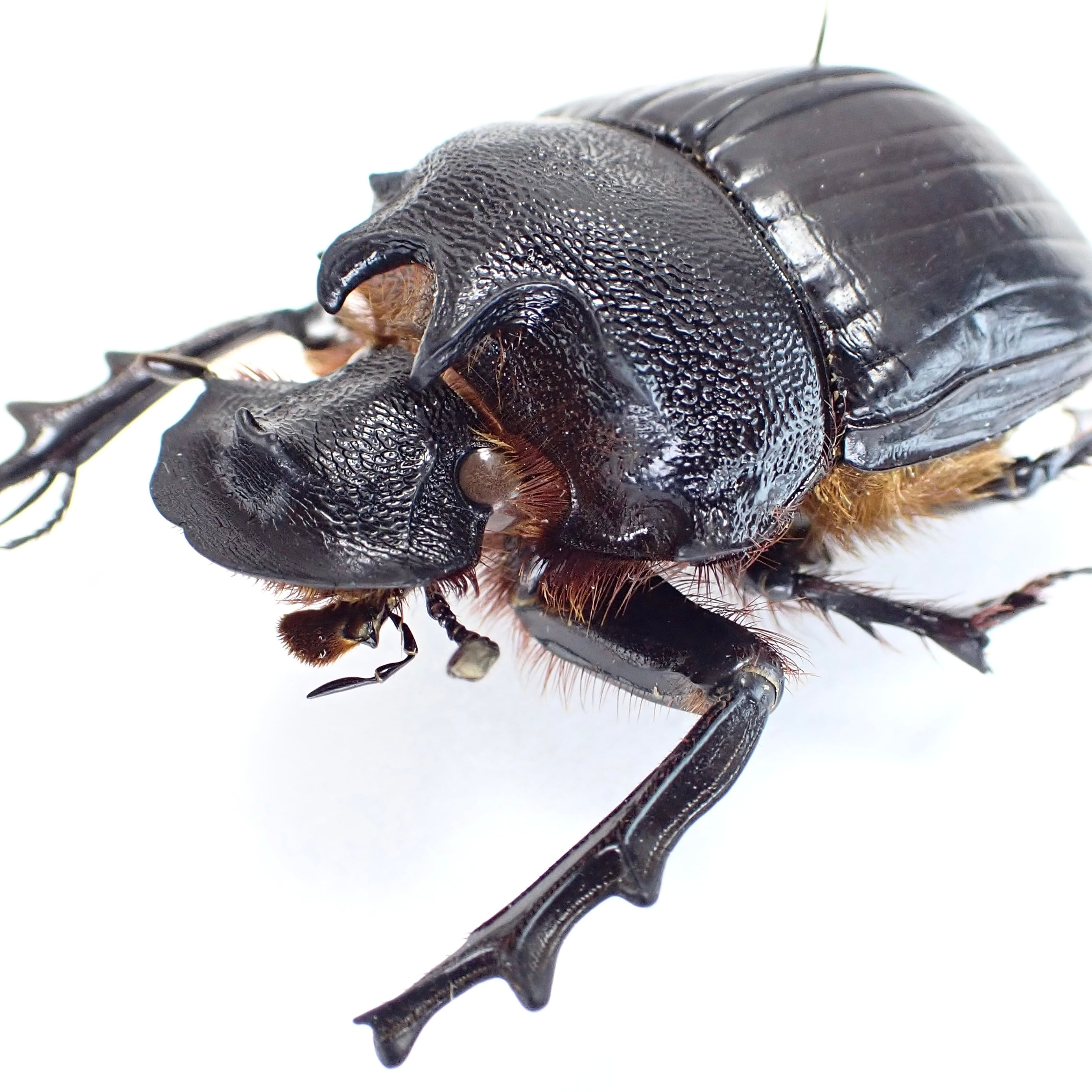 SOLD OUT | 昆虫標本 Diggers & Rollers