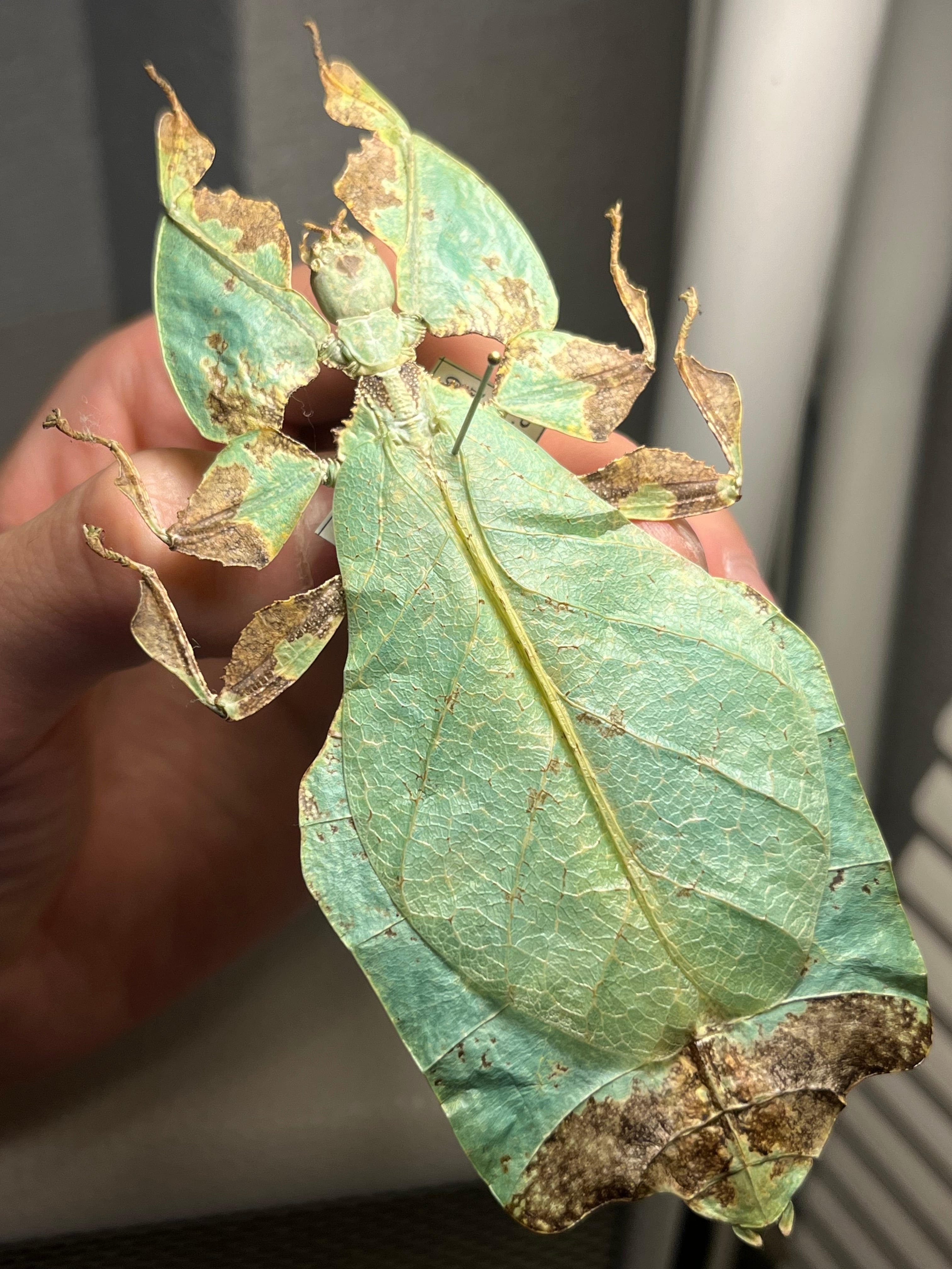 直翅類 | オモニキチュウ