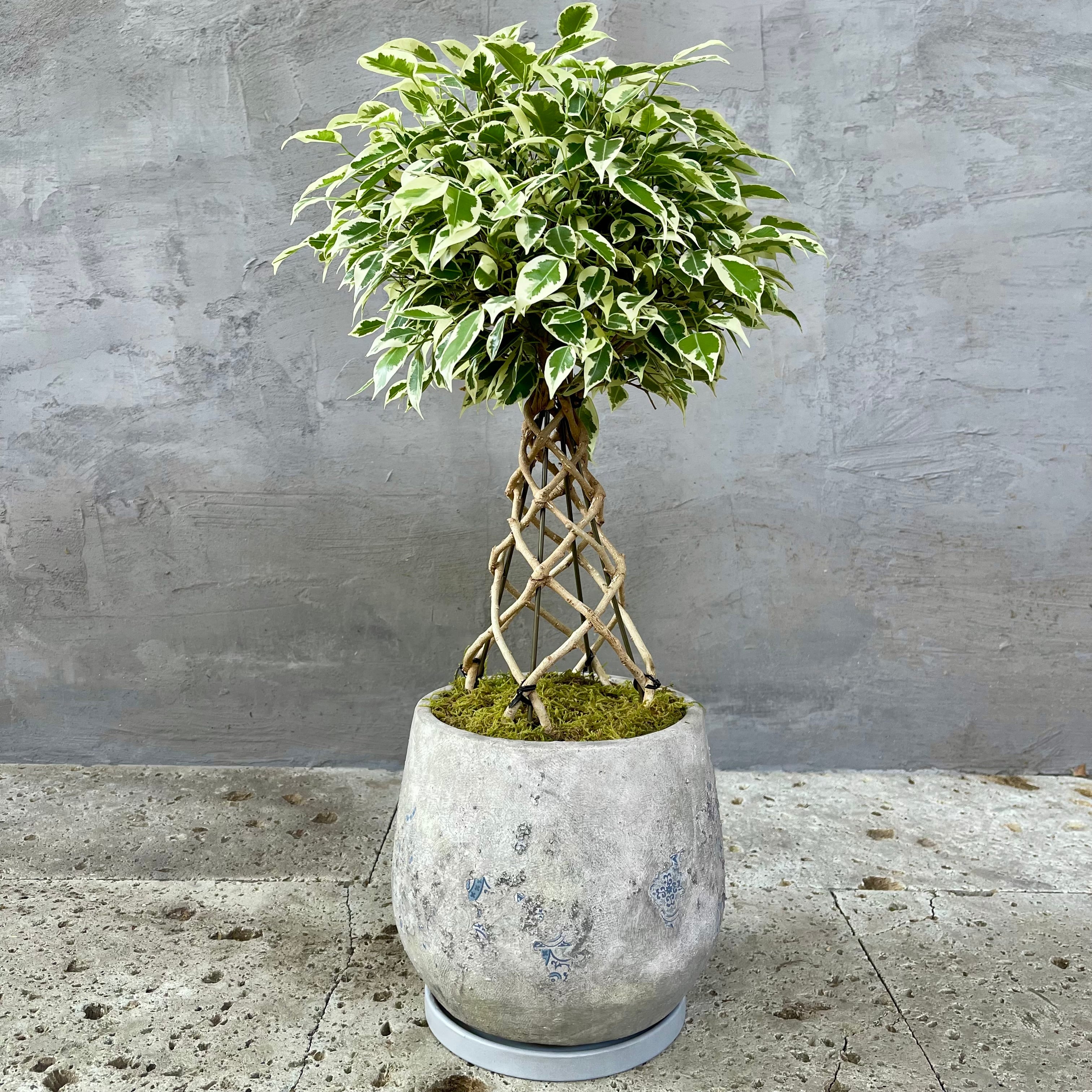 大型 フィカス アルテシマ 曲がり仕立て 陶器鉢 植え込み発送 大型