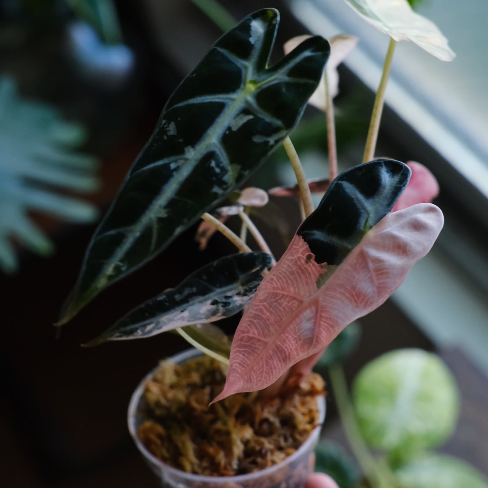 厳選株】アロカシア バンビーノ ピンク/ Alocasia bambino Pink│観葉