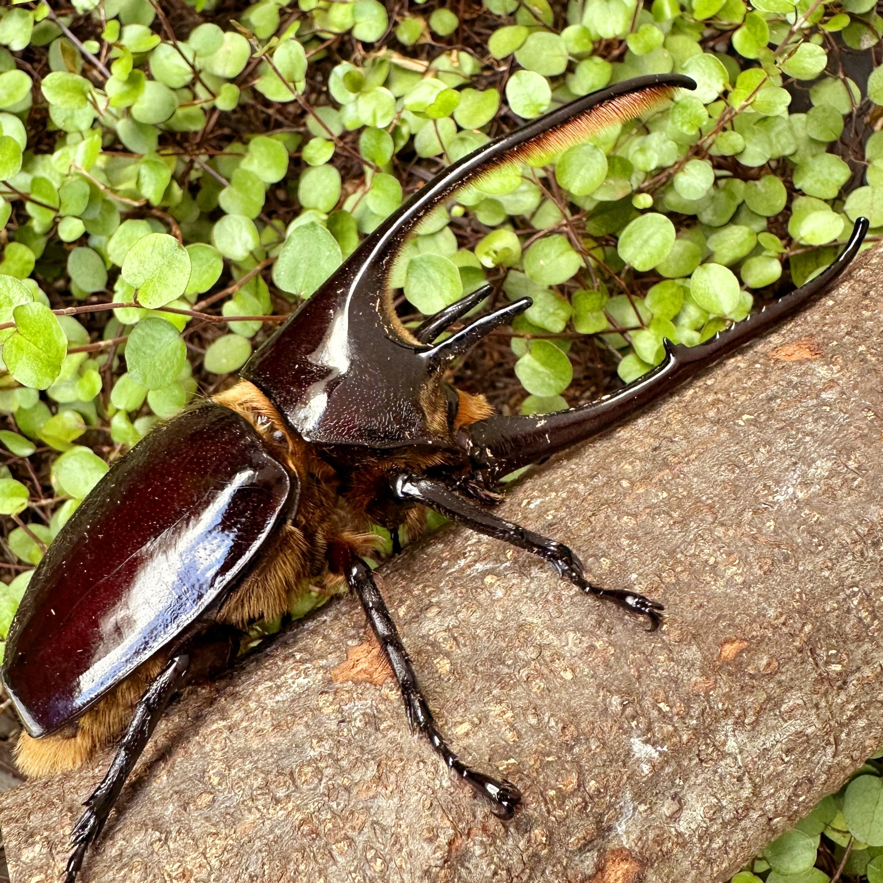 大型ネプチュ−ンオオカブト♂野外標本