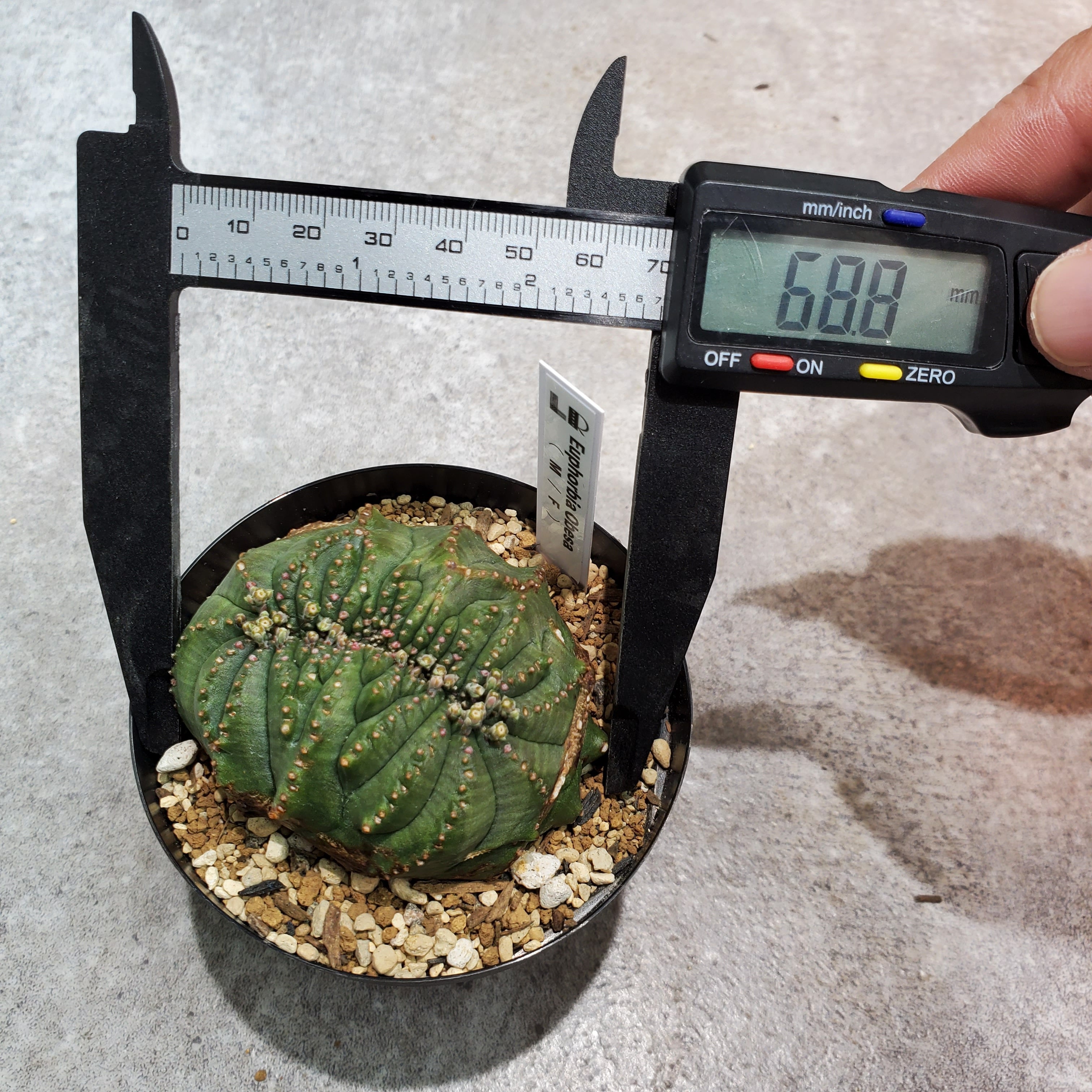 綴化】メス株 Euphorbia Obesa ユーフォルビア オベサ