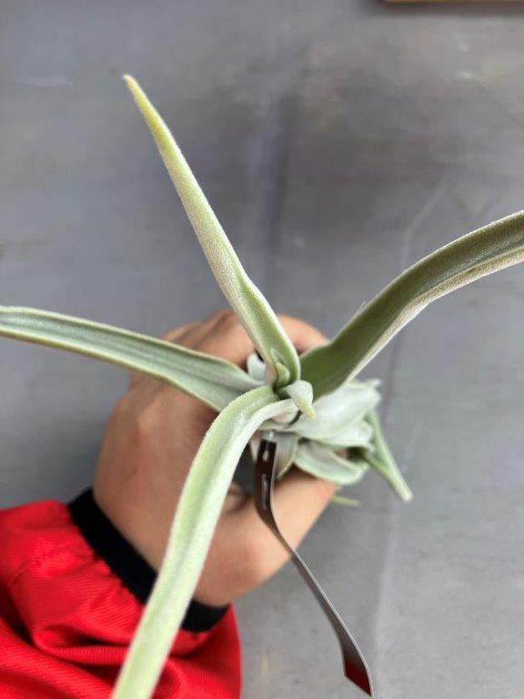 エアプランツ（チランジア）ドゥラティS※送料無料 | 日本ライン花木