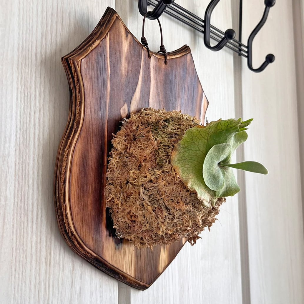 ビカクシダ ウィリンキー 板付 【観葉植物 室内 コウモリラン