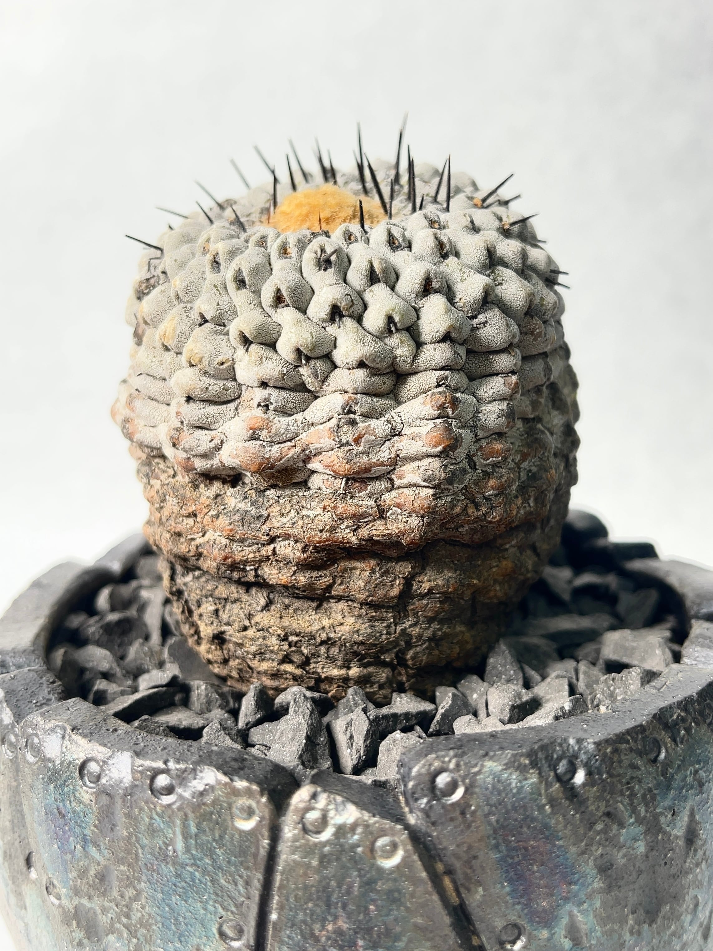 コピアポア・黒王丸 | trigger