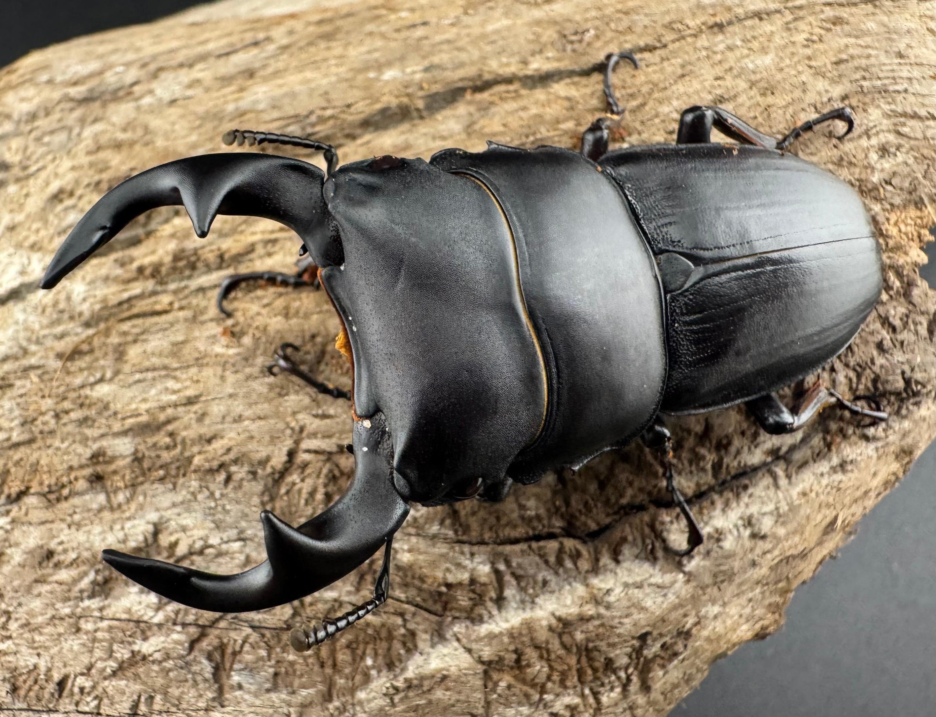 WD】《オオクワガタ 遼寧省産 58mm A'品ペア》 | KPW公式オンライン