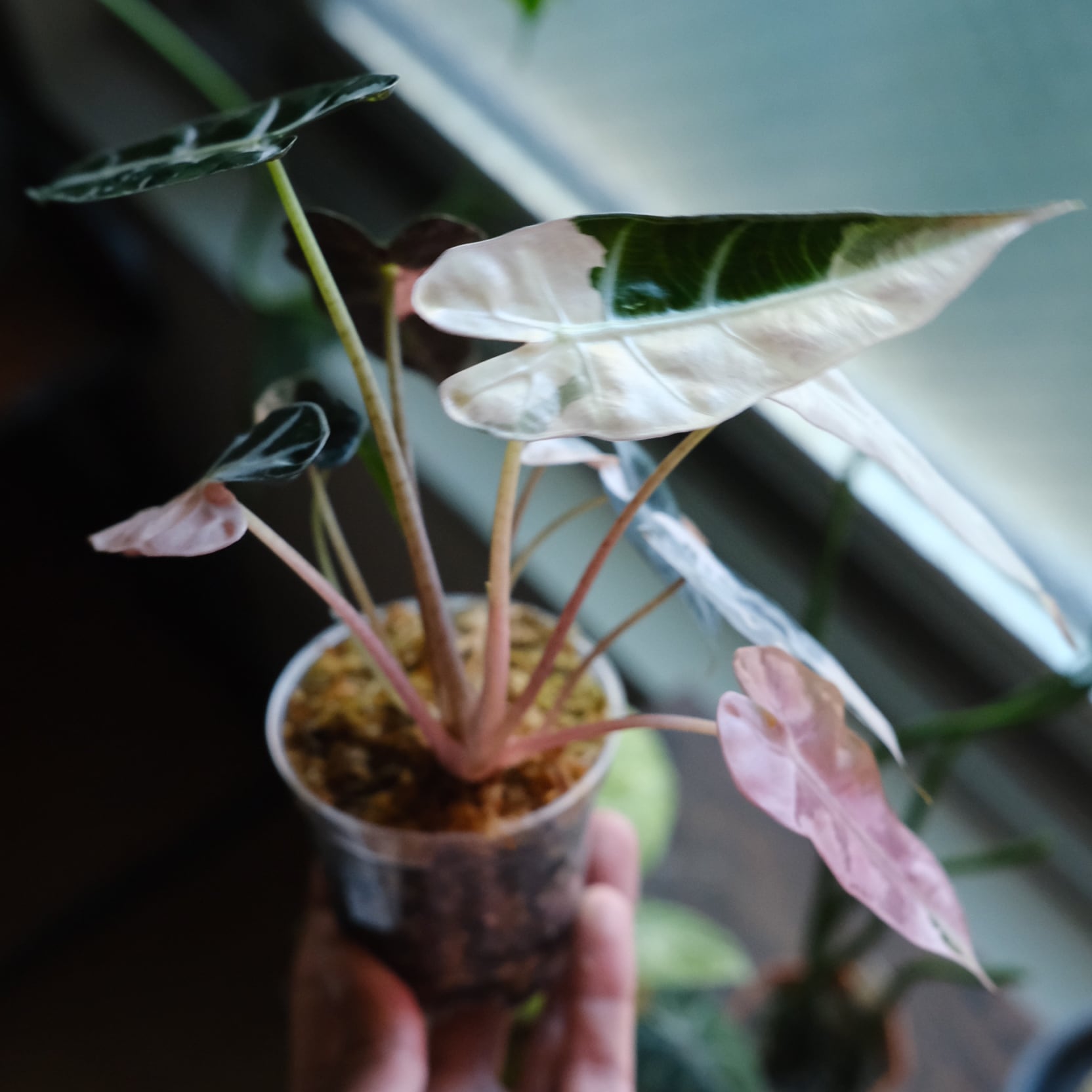 厳選株】アロカシア バンビーノ ピンク/ Alocasia bambino Pink│観葉