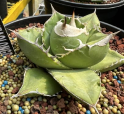 Titanota 妖狐 発根済み | Pay ID