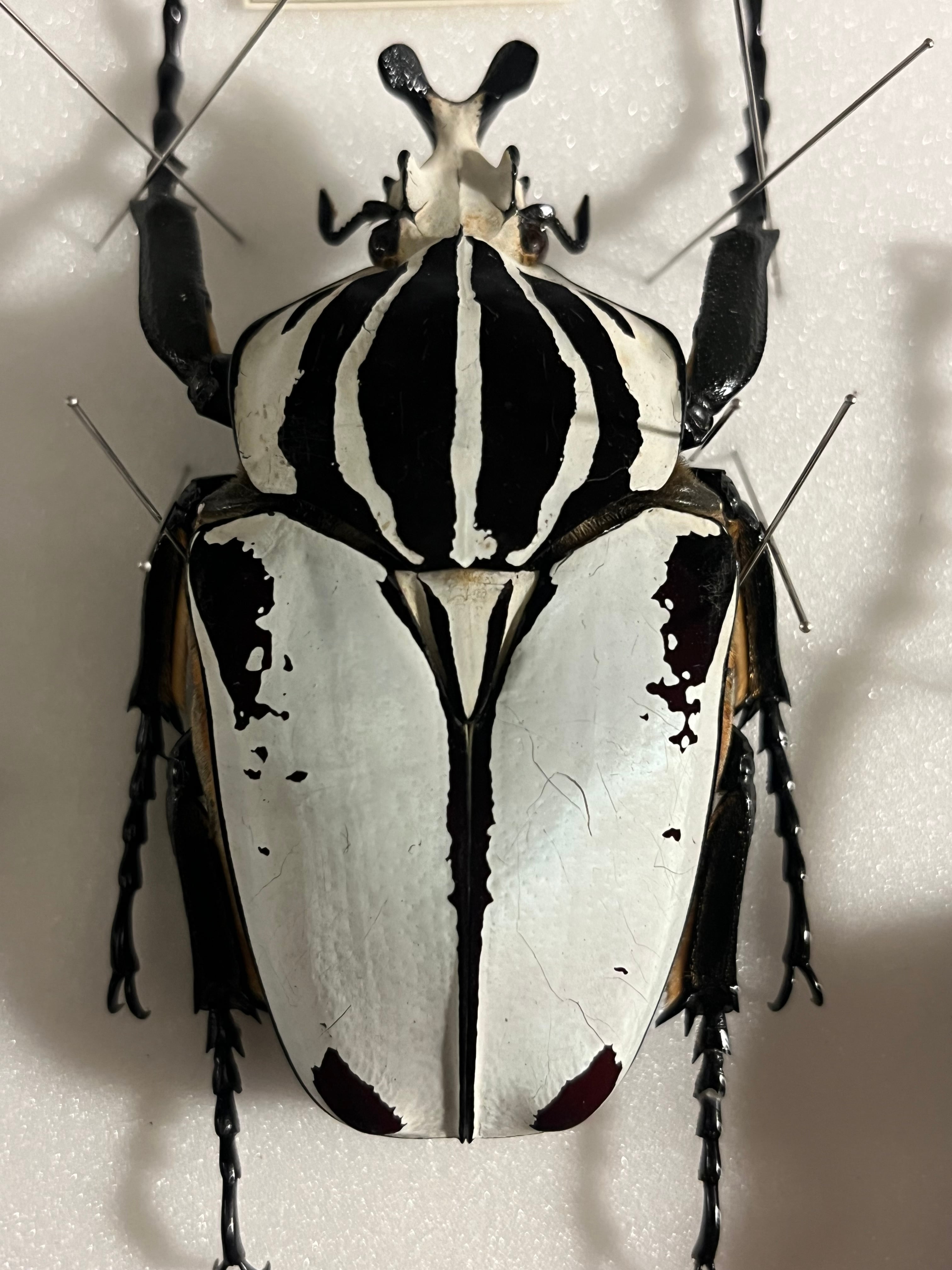 純白】クアドリマキュラタスゴライアスオオツノハナムグリ Goliathus