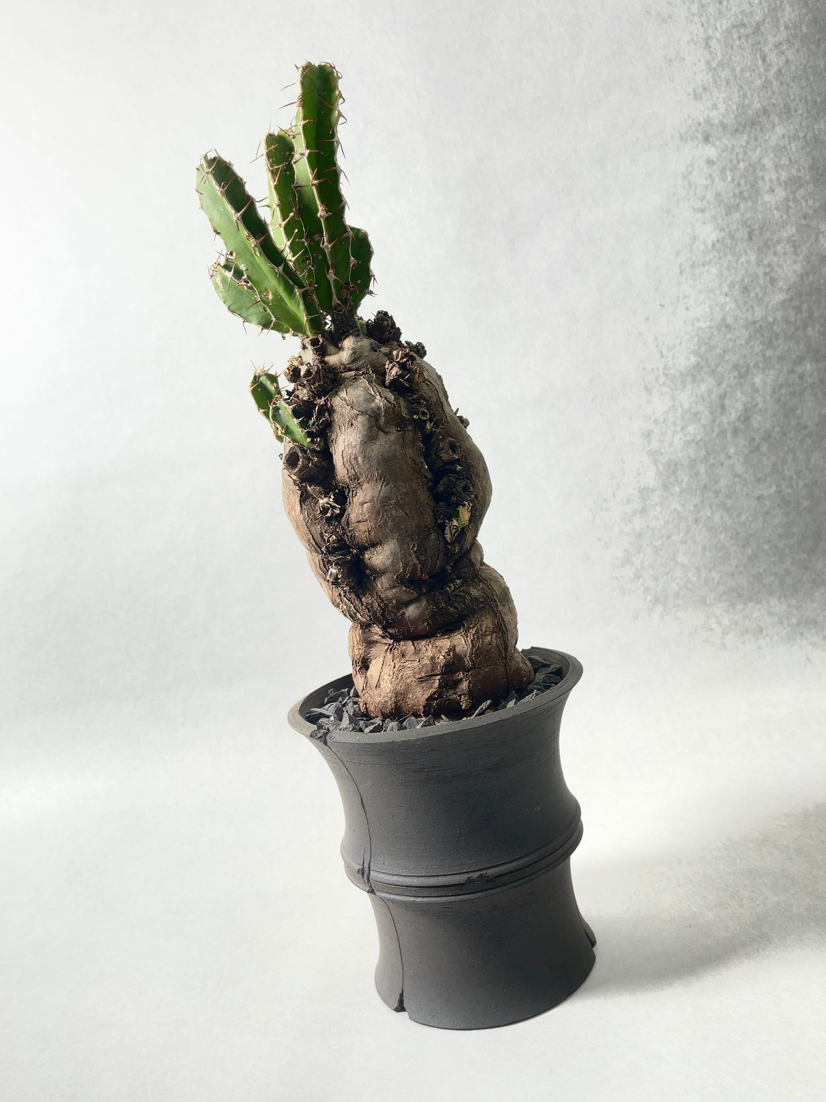 ユーフォルビア・ムランジーナ | trigger