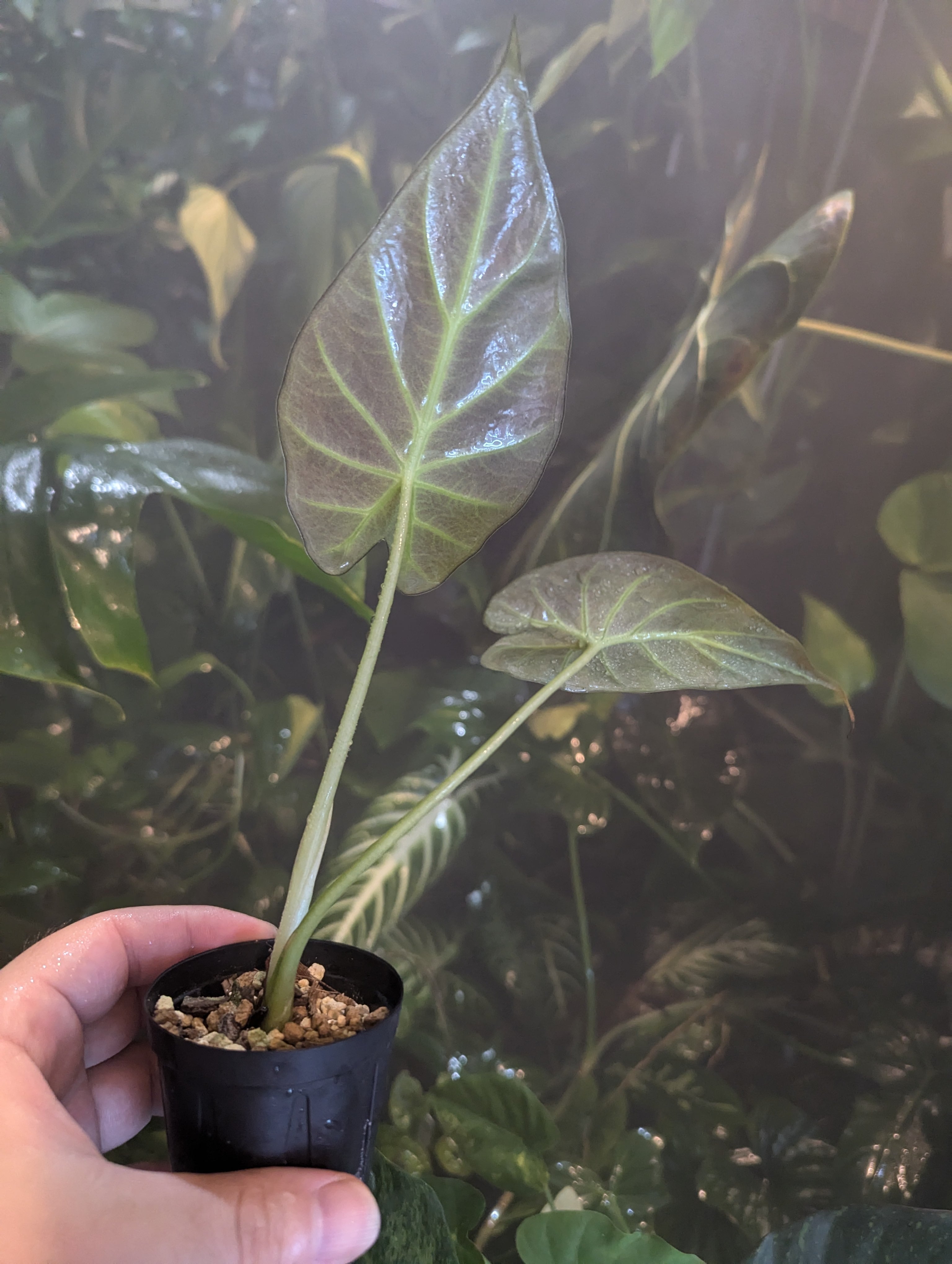 alocasia 'regal shields ' / アロカシア リーガルシールズ | desukedo