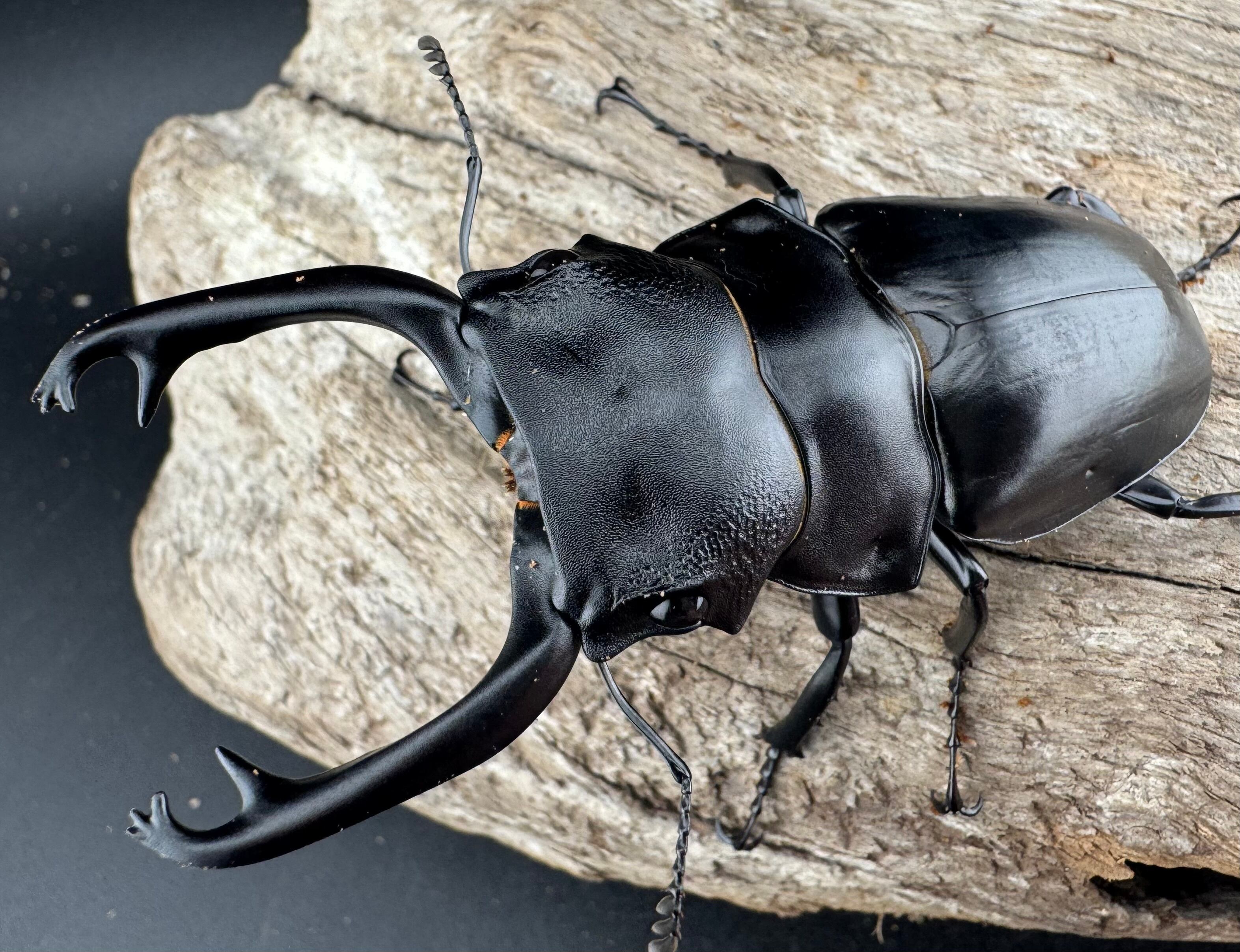 WD】《スチーブンスツヤ原名亜種 81mm ペア》 | KPW公式オンラインショップ