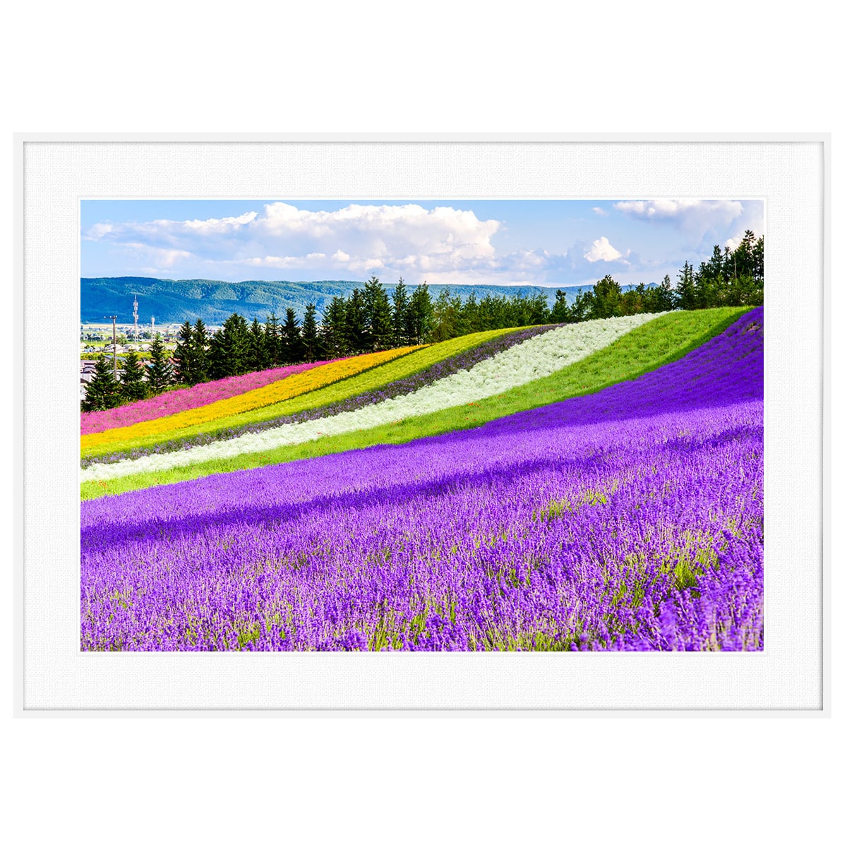 日本写真 北海道富良野のラベンダー畑 インテリアアートポスター額装