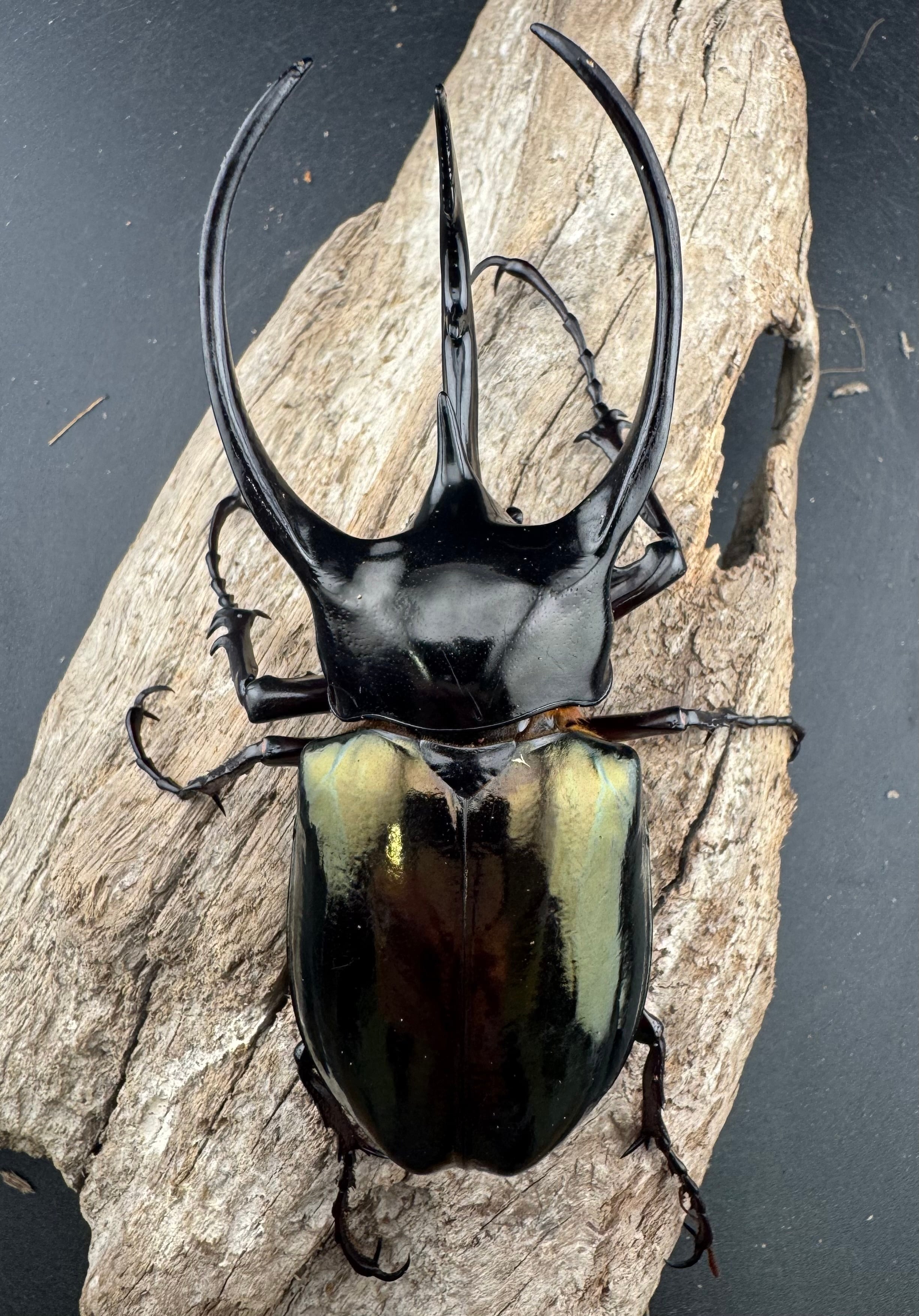 WD】《ジャワコーカサスオオカブト 103mm ペア》 | KPW公式オンライン