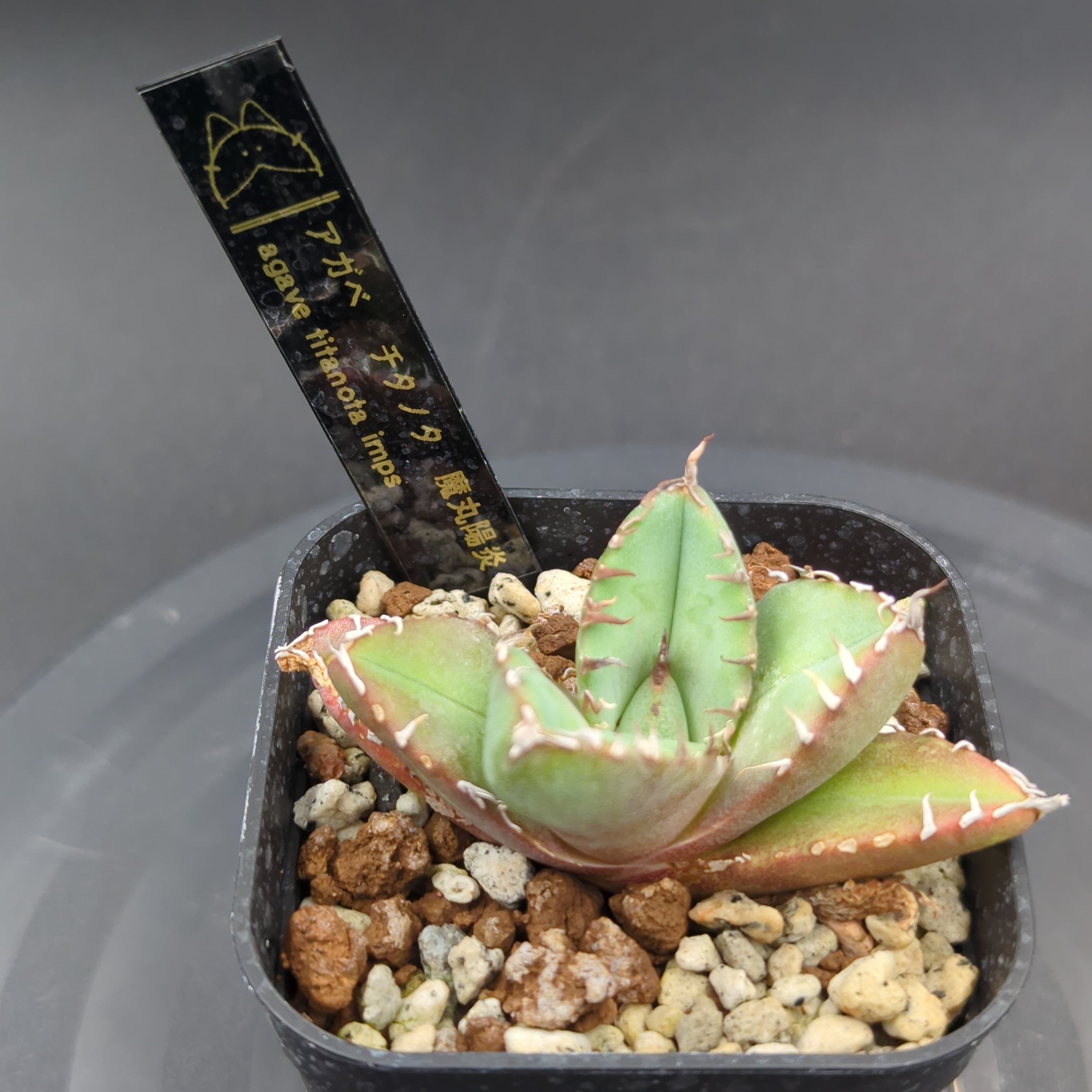 アガベ チタノタ 魔丸陽炎 子株（Agave titanota 'MAMARU KAGERO' pup