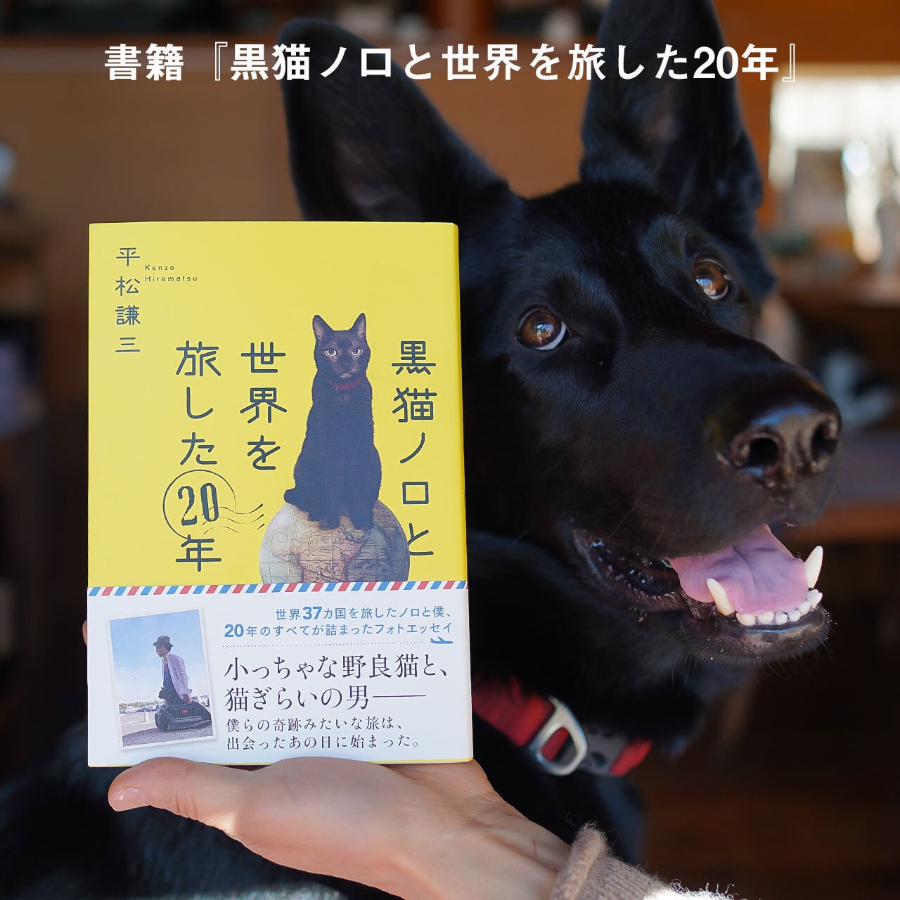 書籍『黒猫ノロと世界を旅した20年』 | NOROSHOP