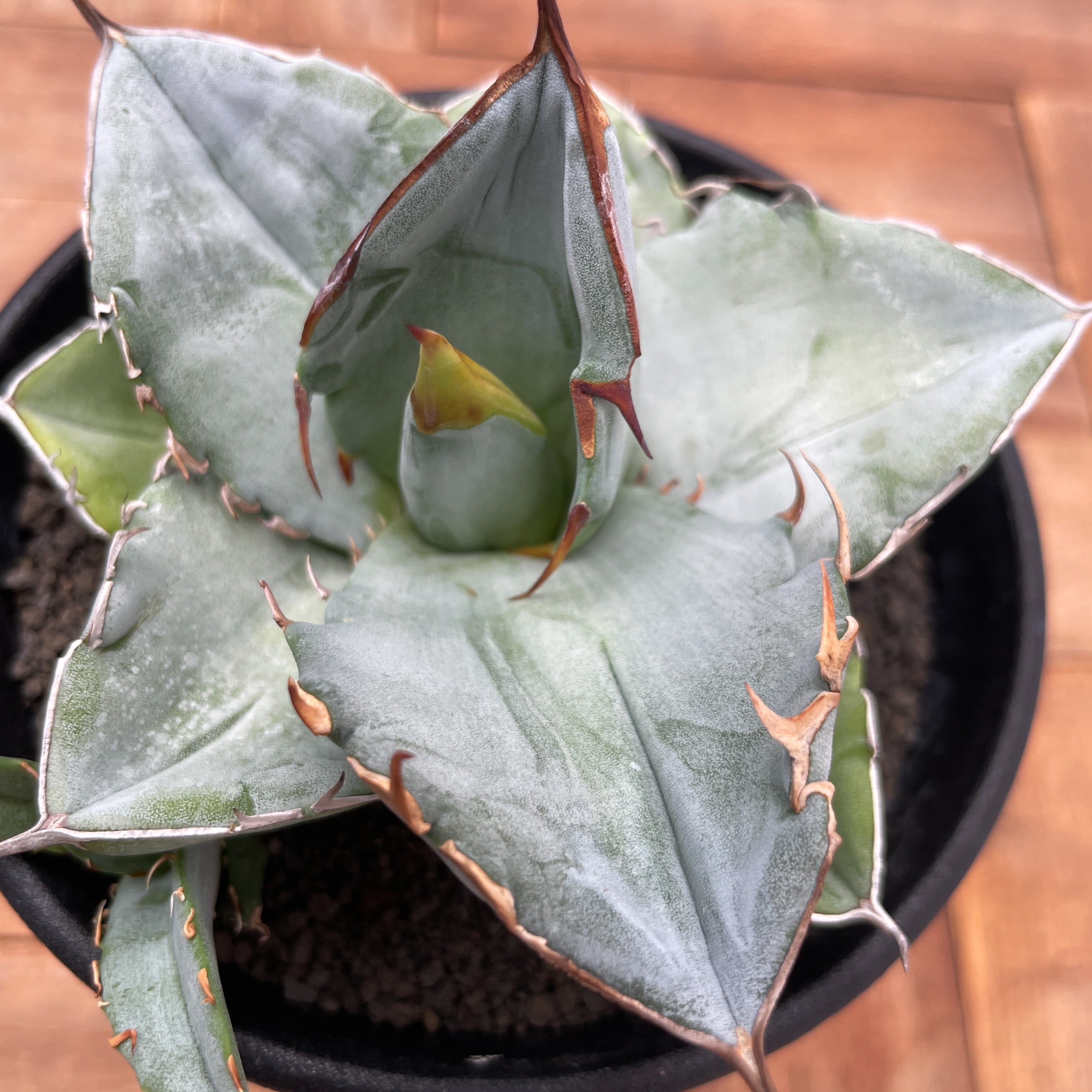 Agave oteroi【アガベ・オテロイ・実生】 | RIMO'S GREEN 【Saboten