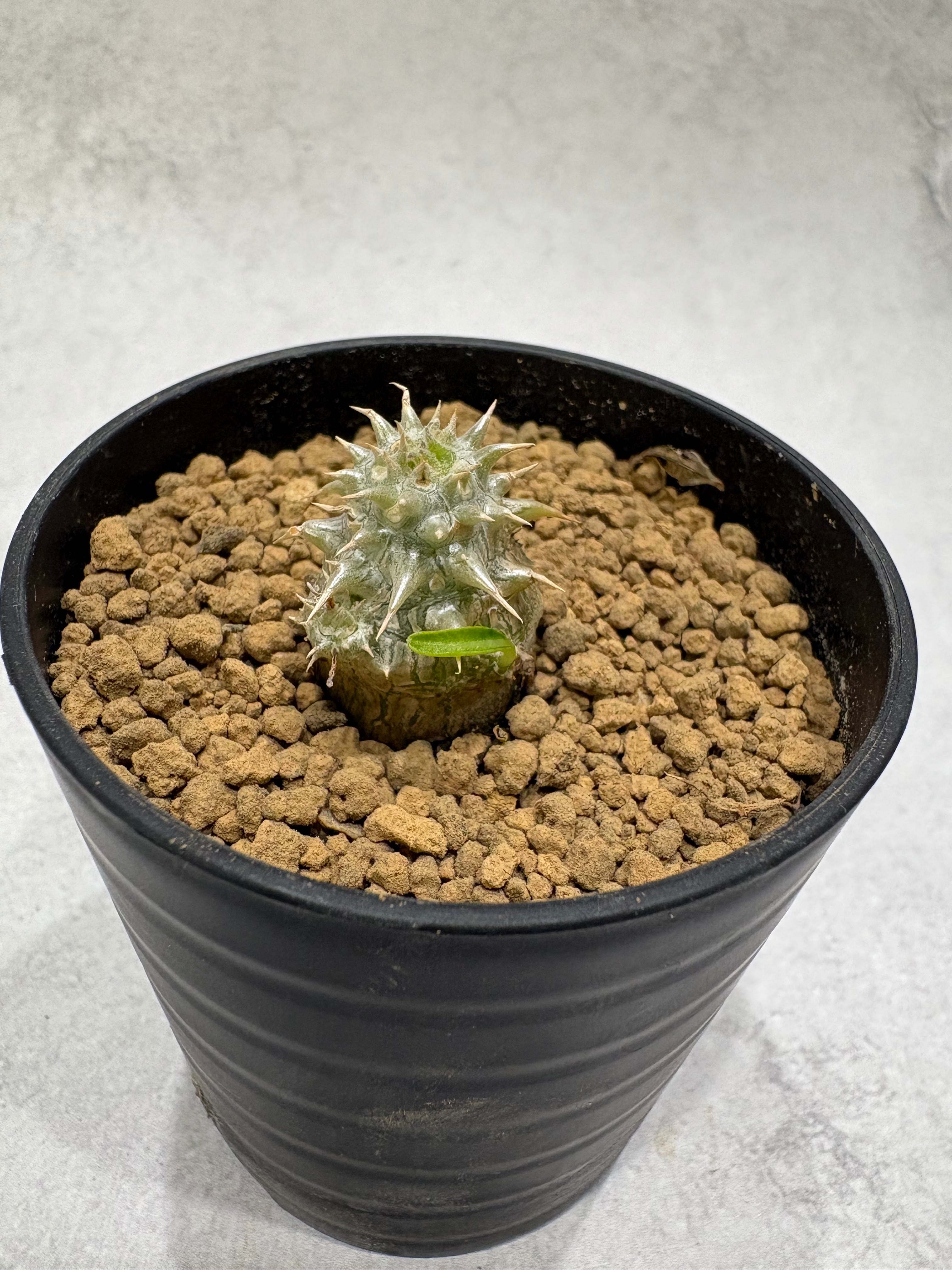 期間限定】パキポディウム