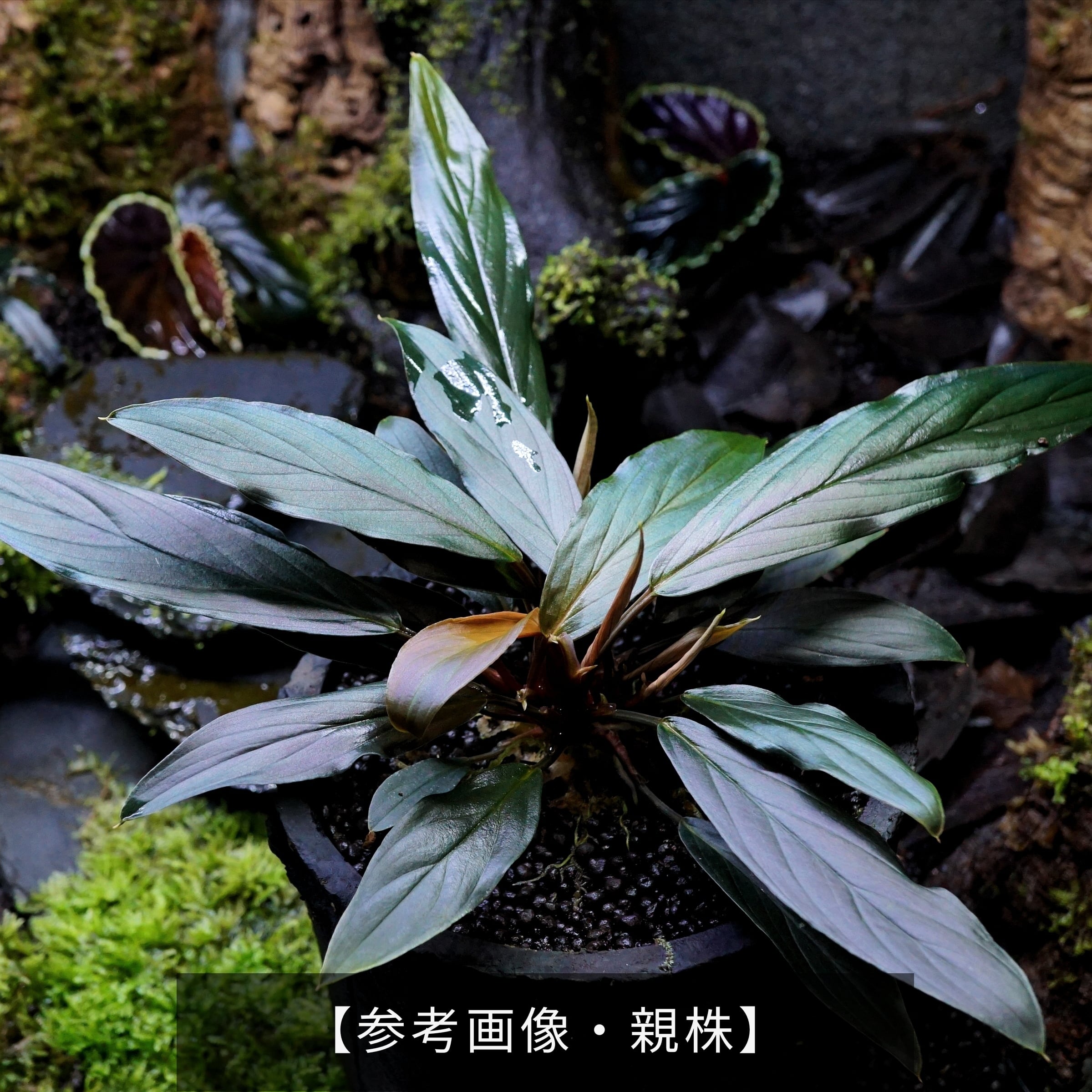 ホマロメナsp.“濡烏” Homalomena【LA0518-02】No-001 | ブルーゲッコー