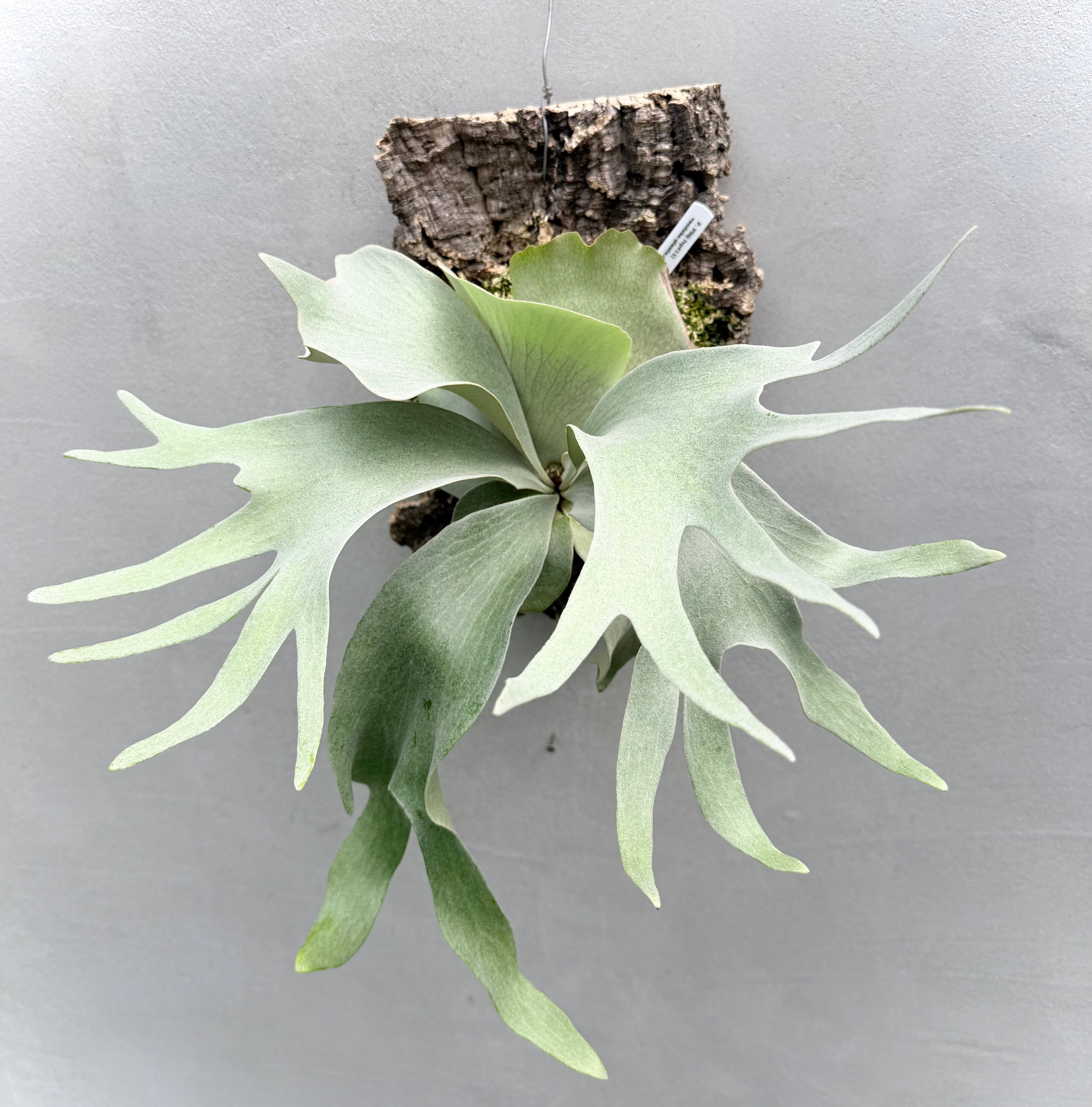 大きめ P.grande ビカクシダ グランデ Botany Valley Platycerium