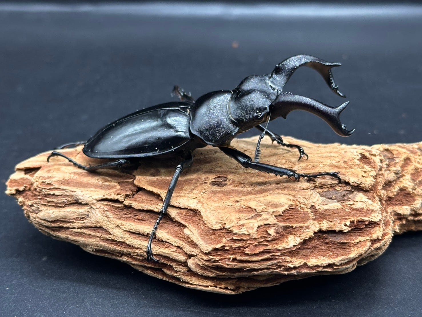 CBF1】《サヌチフタマタクワガタ（0174） ♂ 78mm /♀フリーペア
