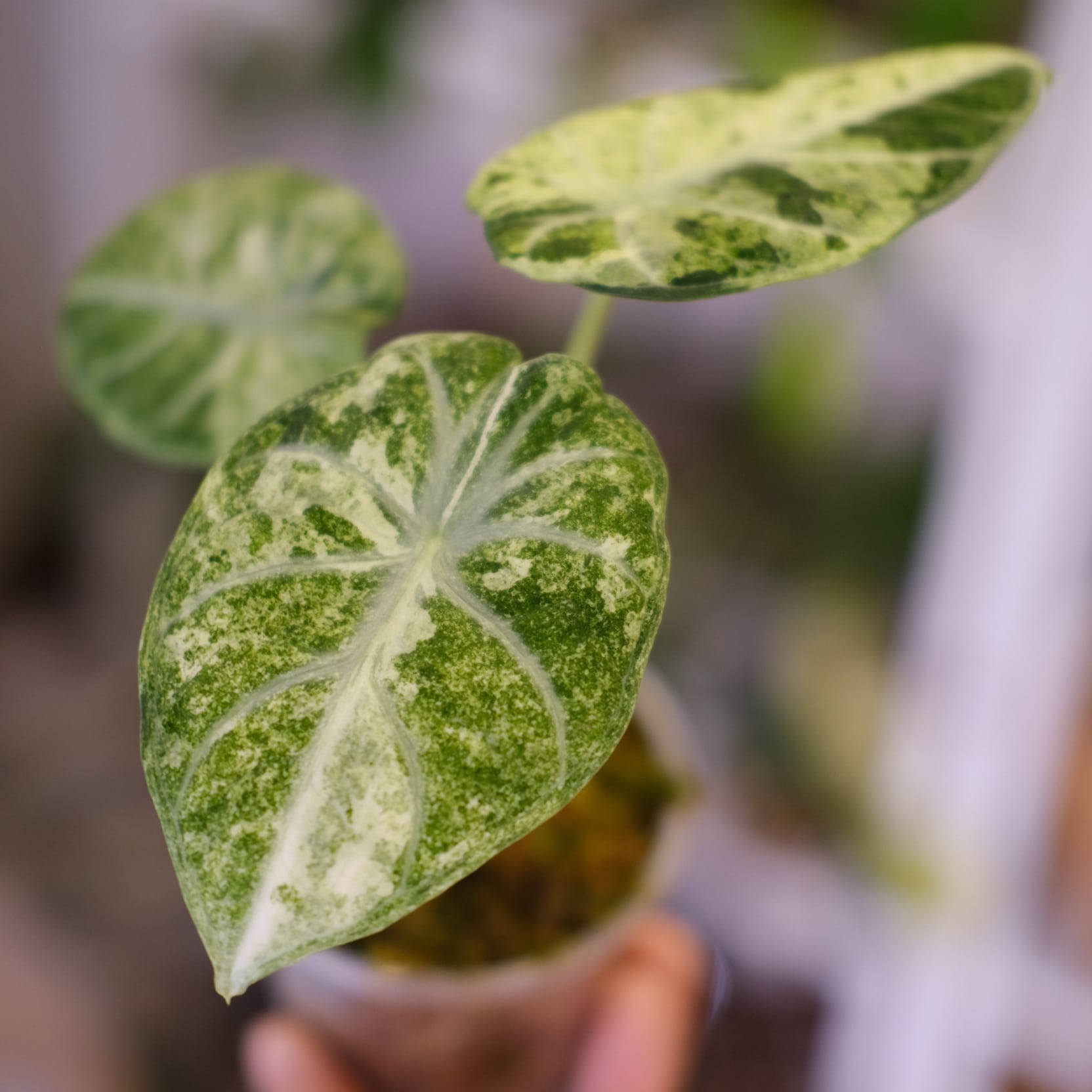 m*o様 11アロカシア マハラニ ゴールド 黄斑入り m*o様 11アロカシア