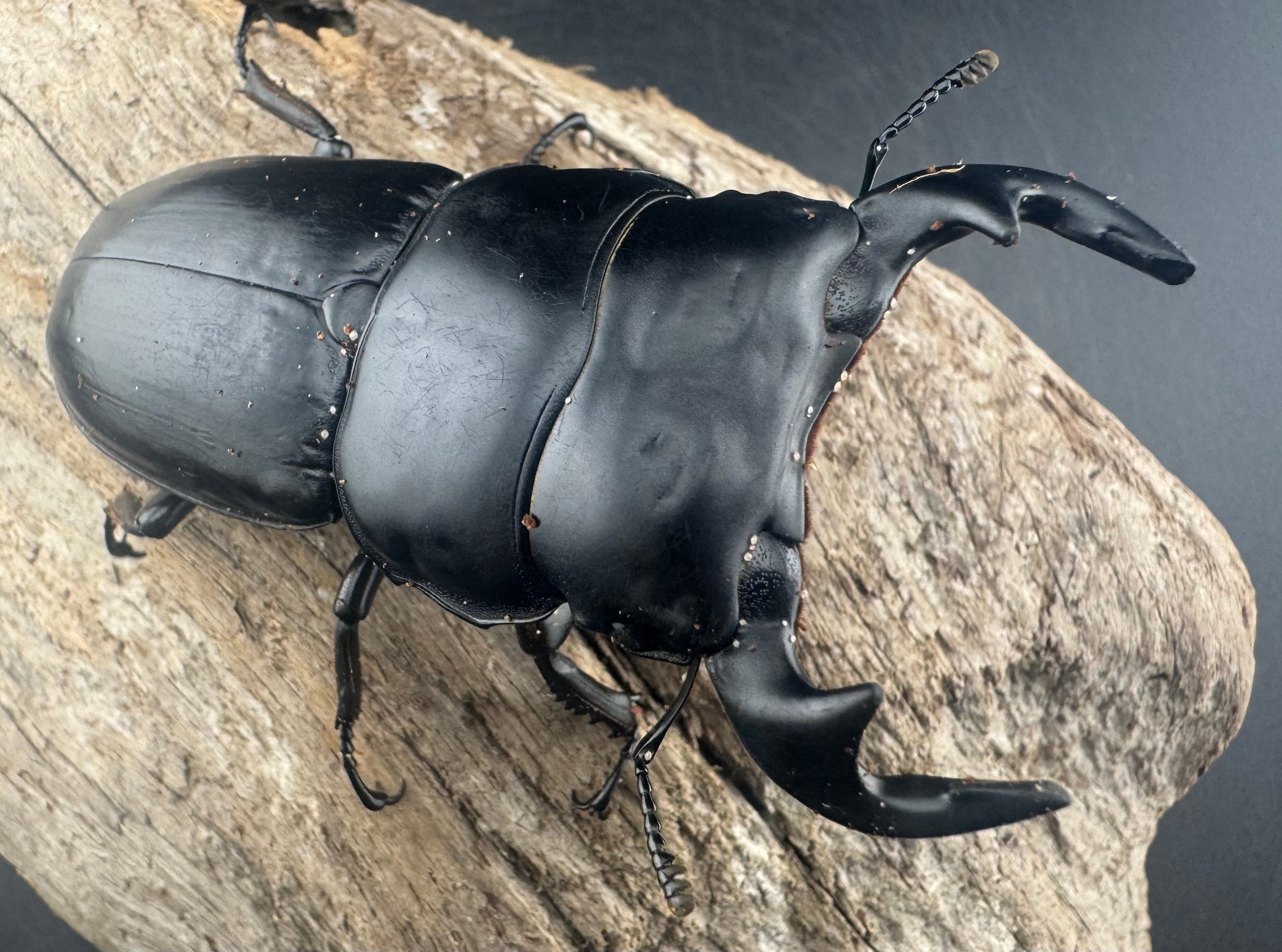 WD】《アンタエウスオオクワ亜種miyashitai 74mm ペア》 | KPW公式