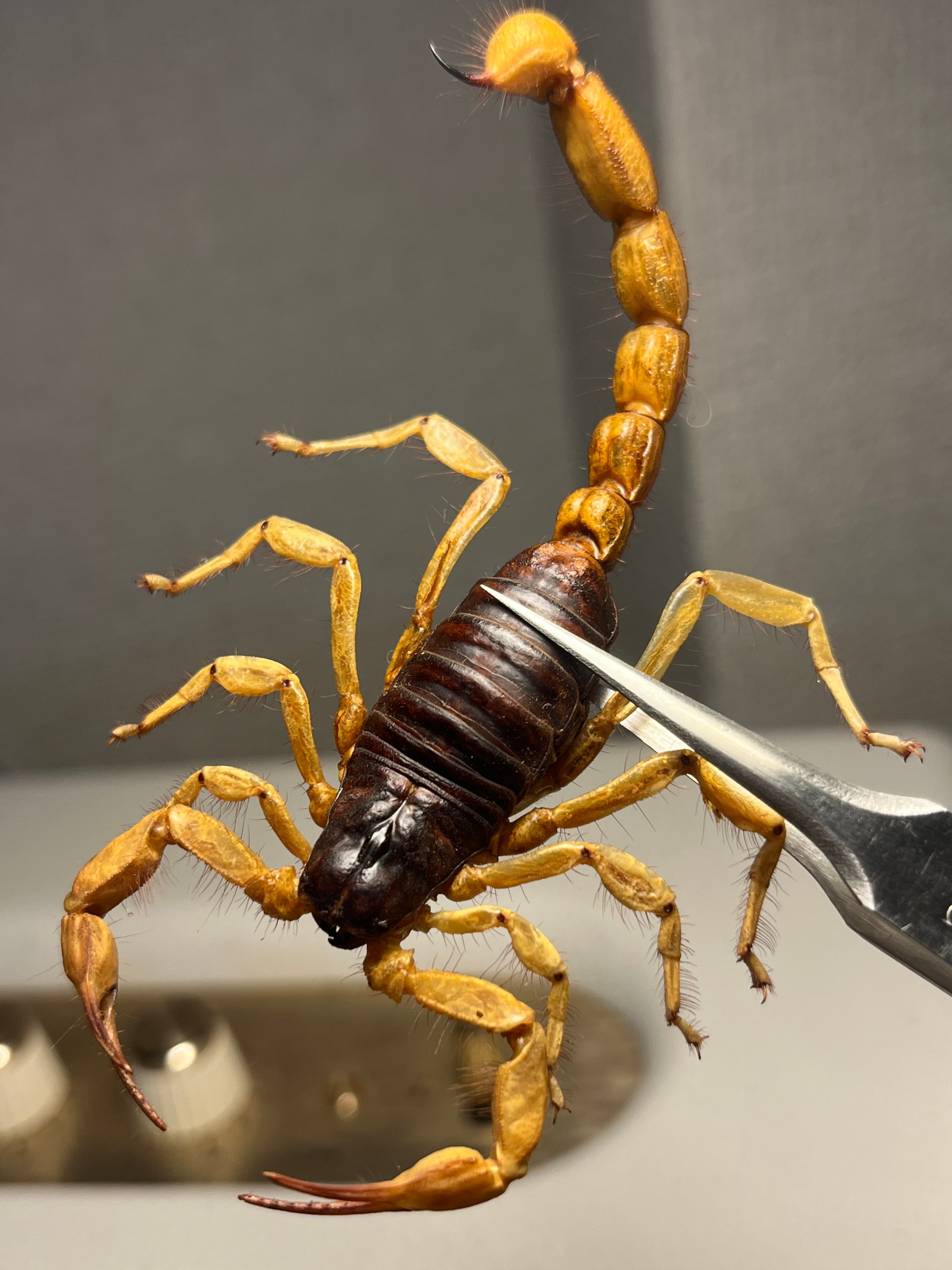 蜘蛛最大種】バーガンディーゴライアスバードイータータランチュラの