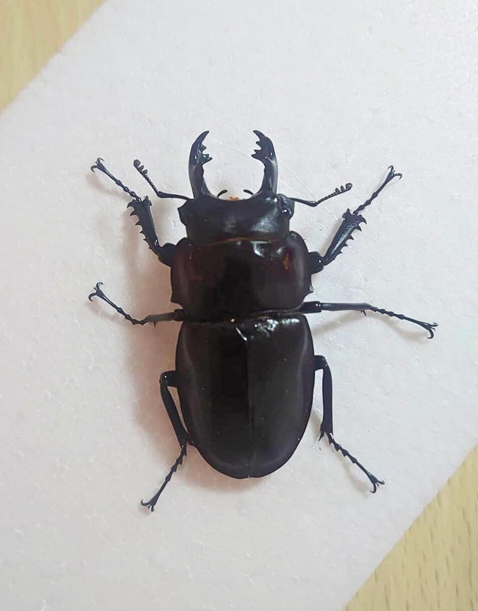 ヤエヤママルバネクワガタ 規制前野外品【標本】59.2ミリ 2026年最新