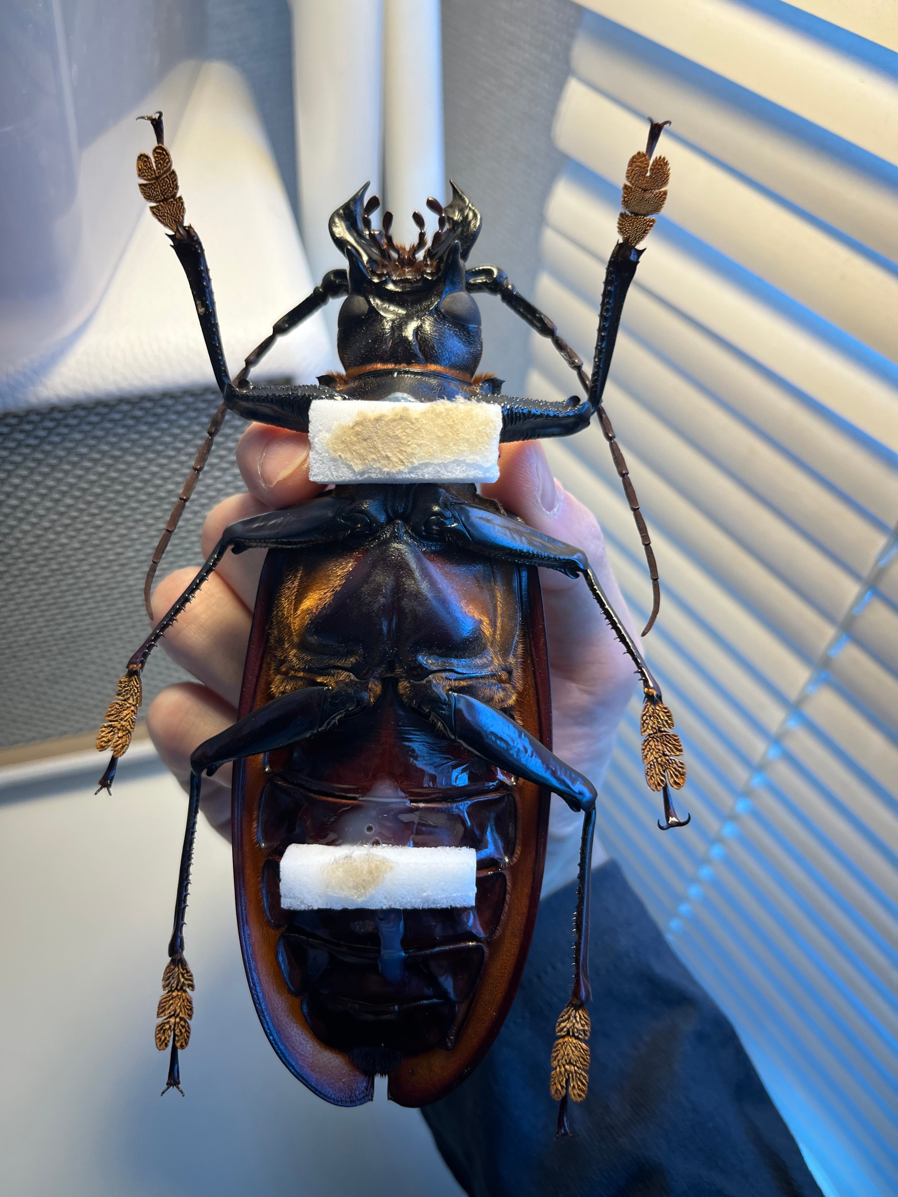 158mm】タイタンオオウスバカミキリ カブトムシクワガタハナムグリ