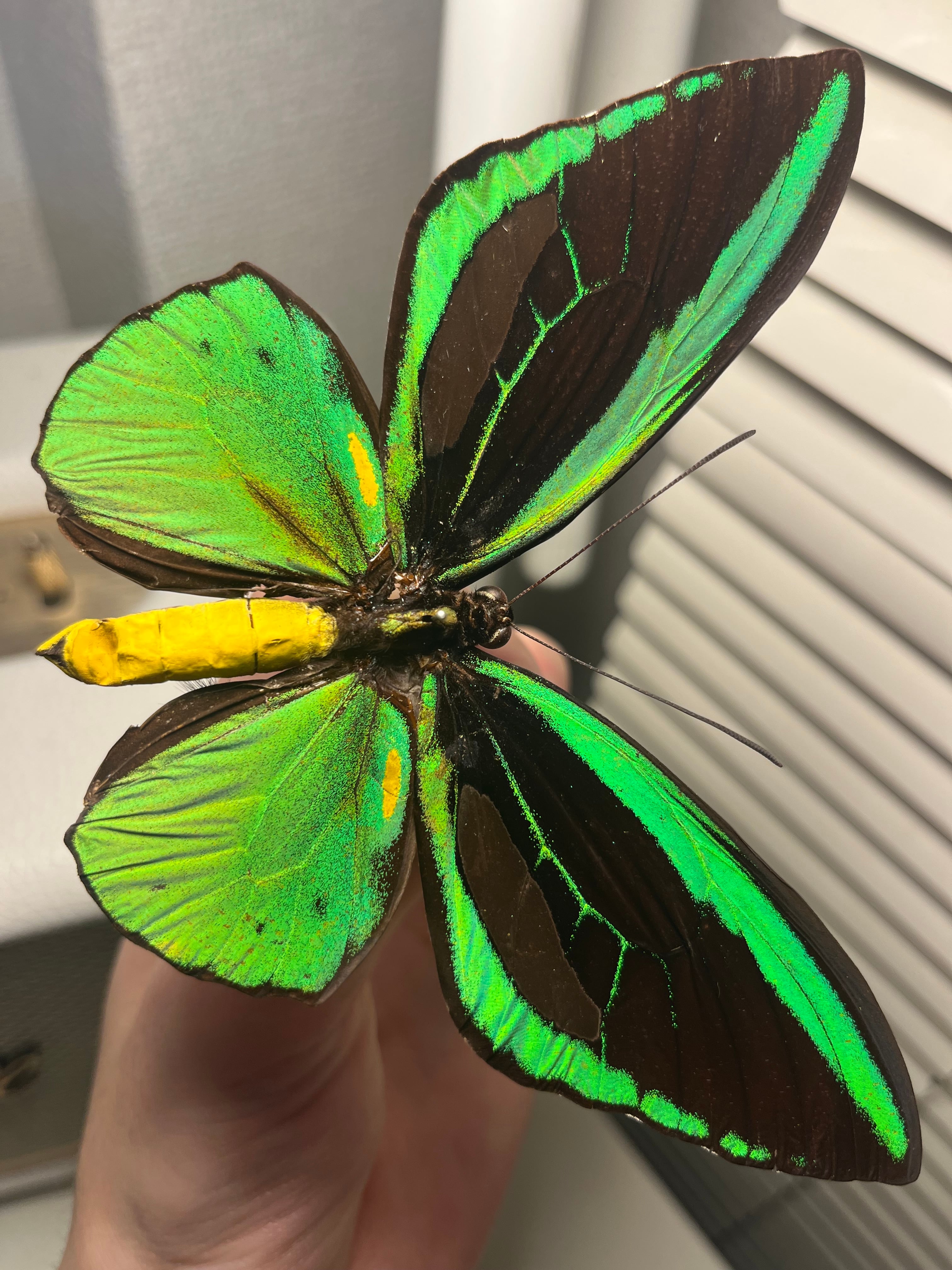 初展翅B品】ピカソモスタナバタユタカヤガ蛾ルナモスミズアオモルフォ