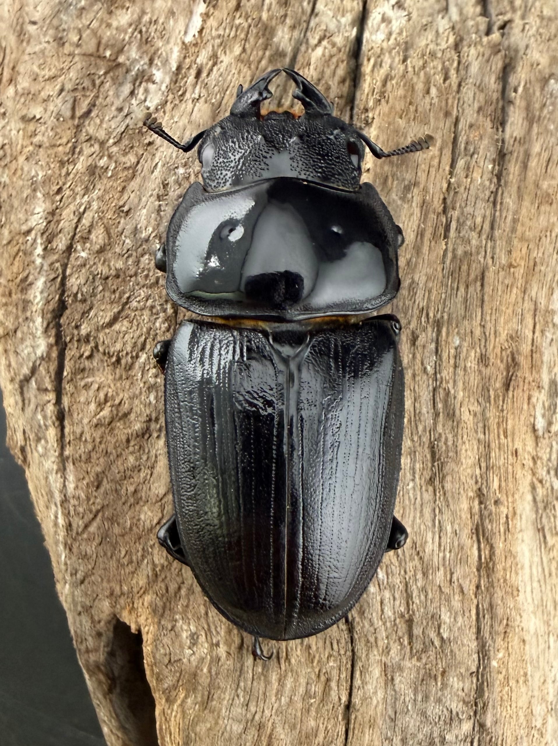 オオクワガタ 能勢YG血統 77mm ペア》 | KPW公式オンラインショップ