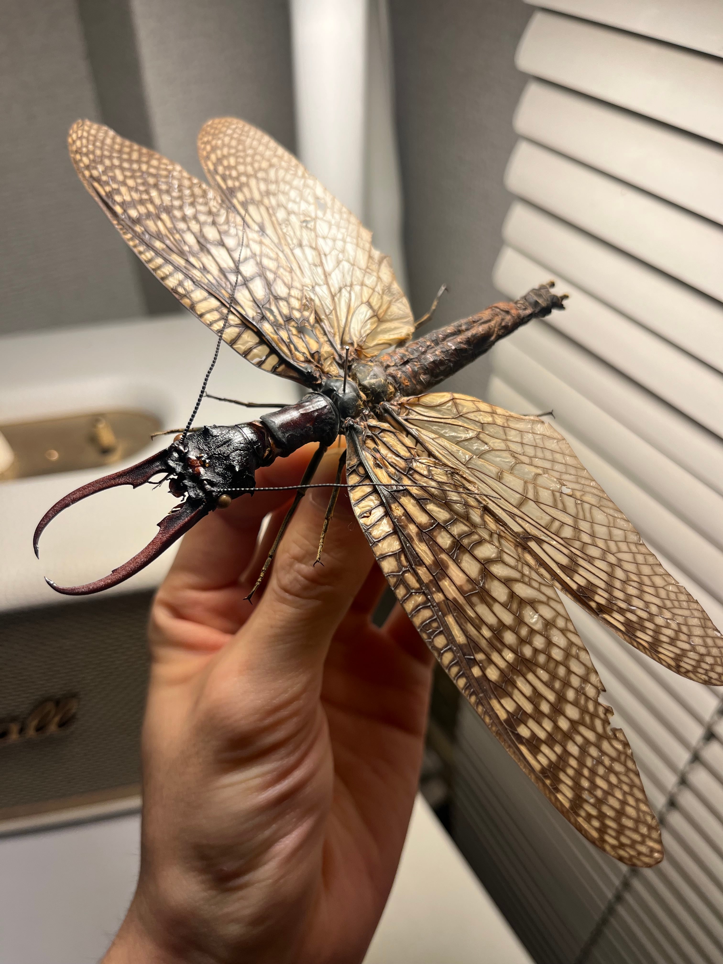 特大】オオキバヘビトンボ オオアゴヘビトンボ 昆虫標本 標本