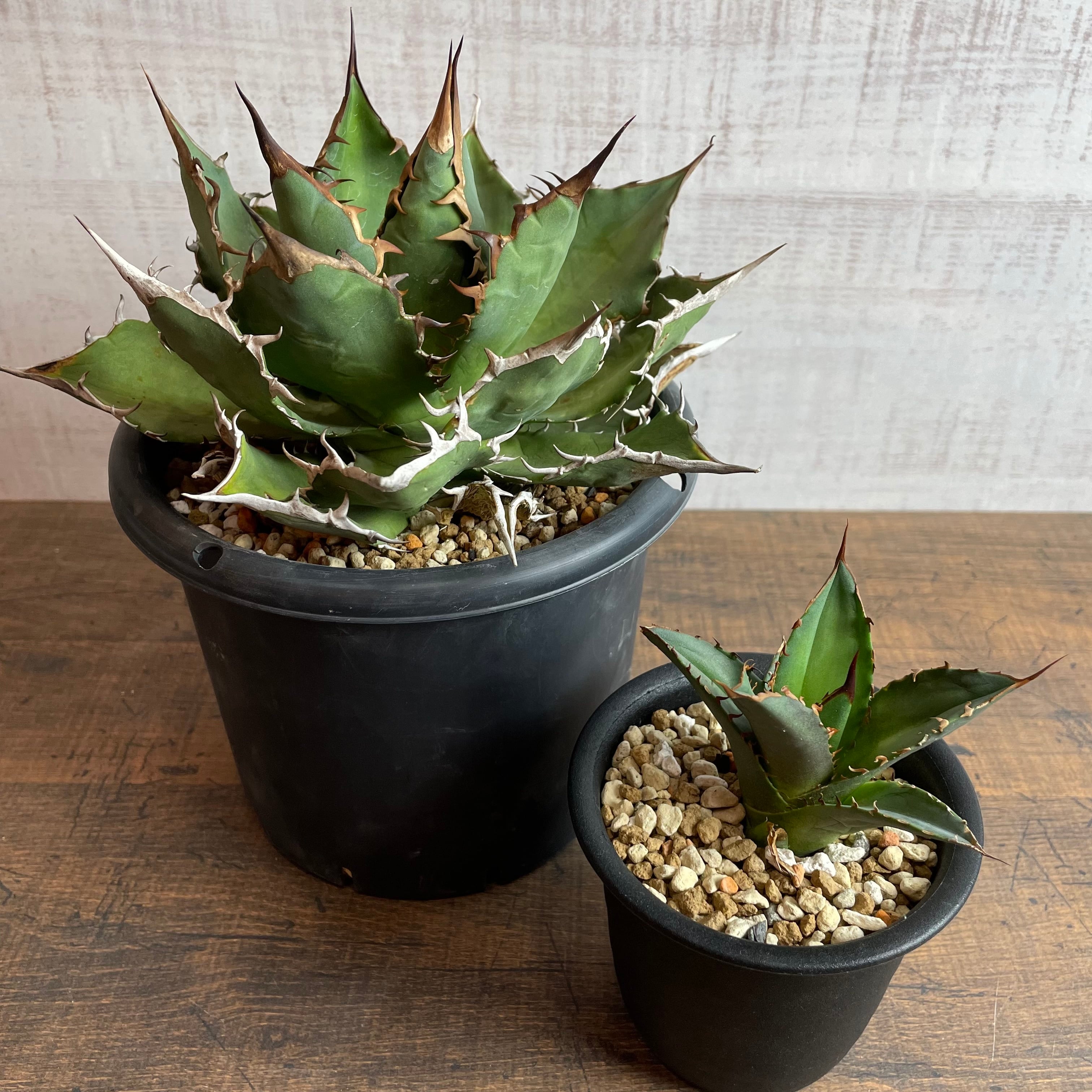 最終値下げ】Agave titanota アガベチタノタ 極選株 最終値下げ】Agave