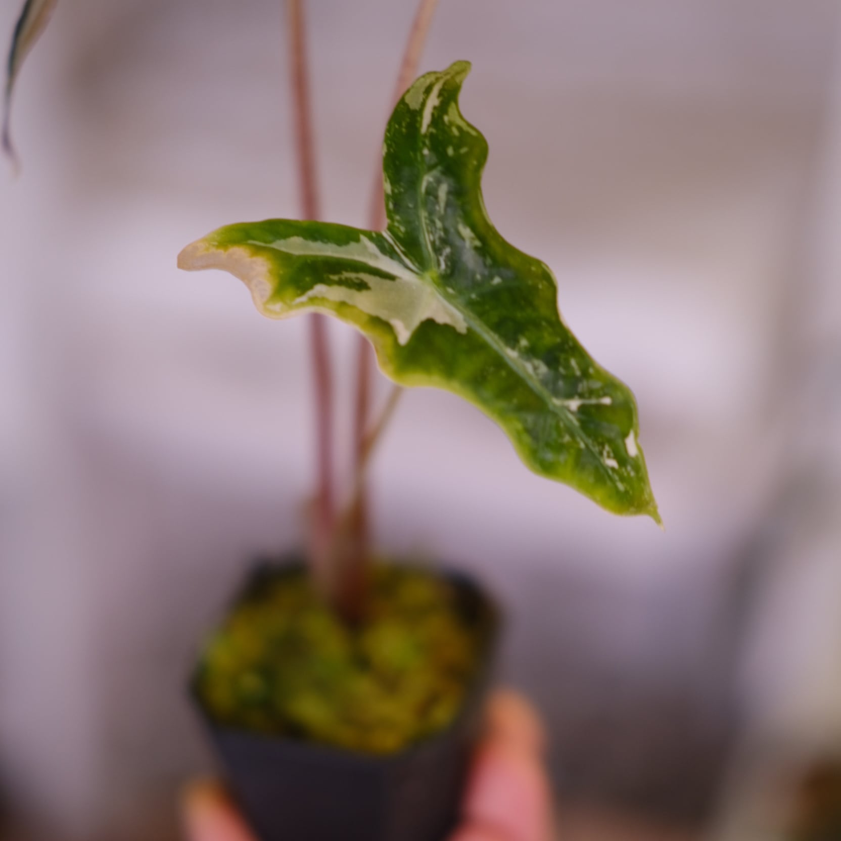 Alocasia Nobillis Pink 