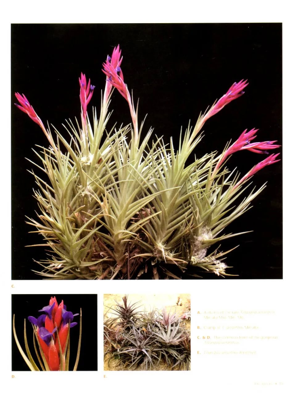 送料無料】Tillandsia II by Paul T. Isley III 〔Picture book