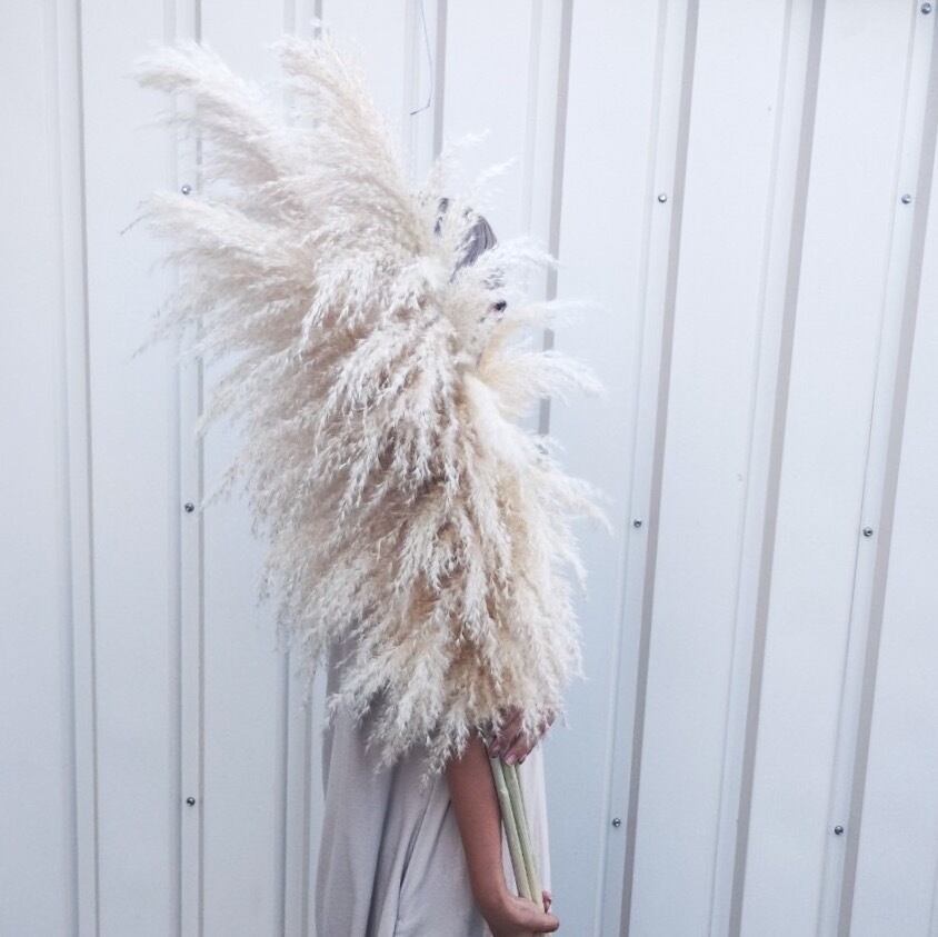 農家直送【ネット販売限定価格】大人気パンパスグラス 晩生 1本