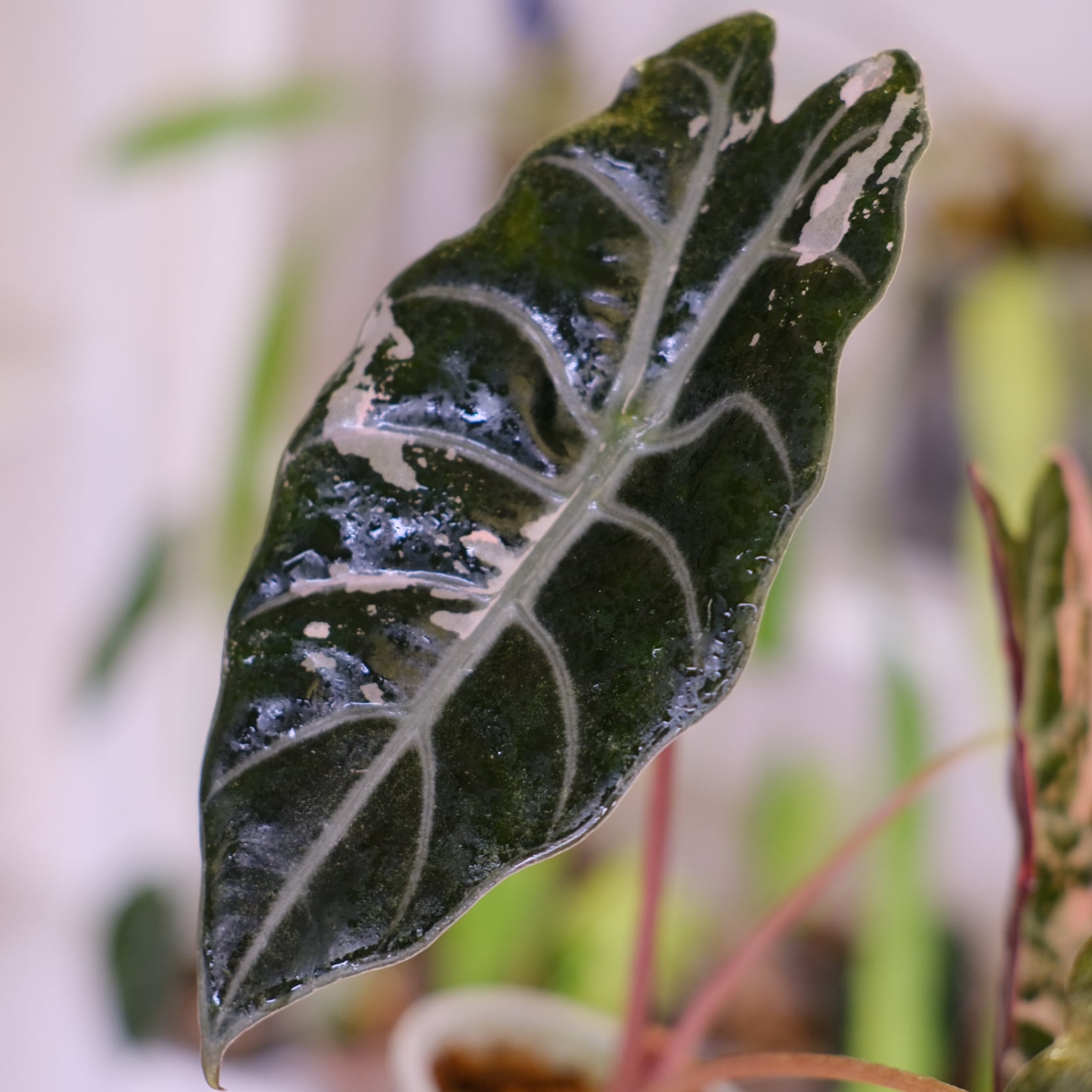 Alocasia chantrieri pink│アロカシア シャントリエリ ピンク⑥│観葉