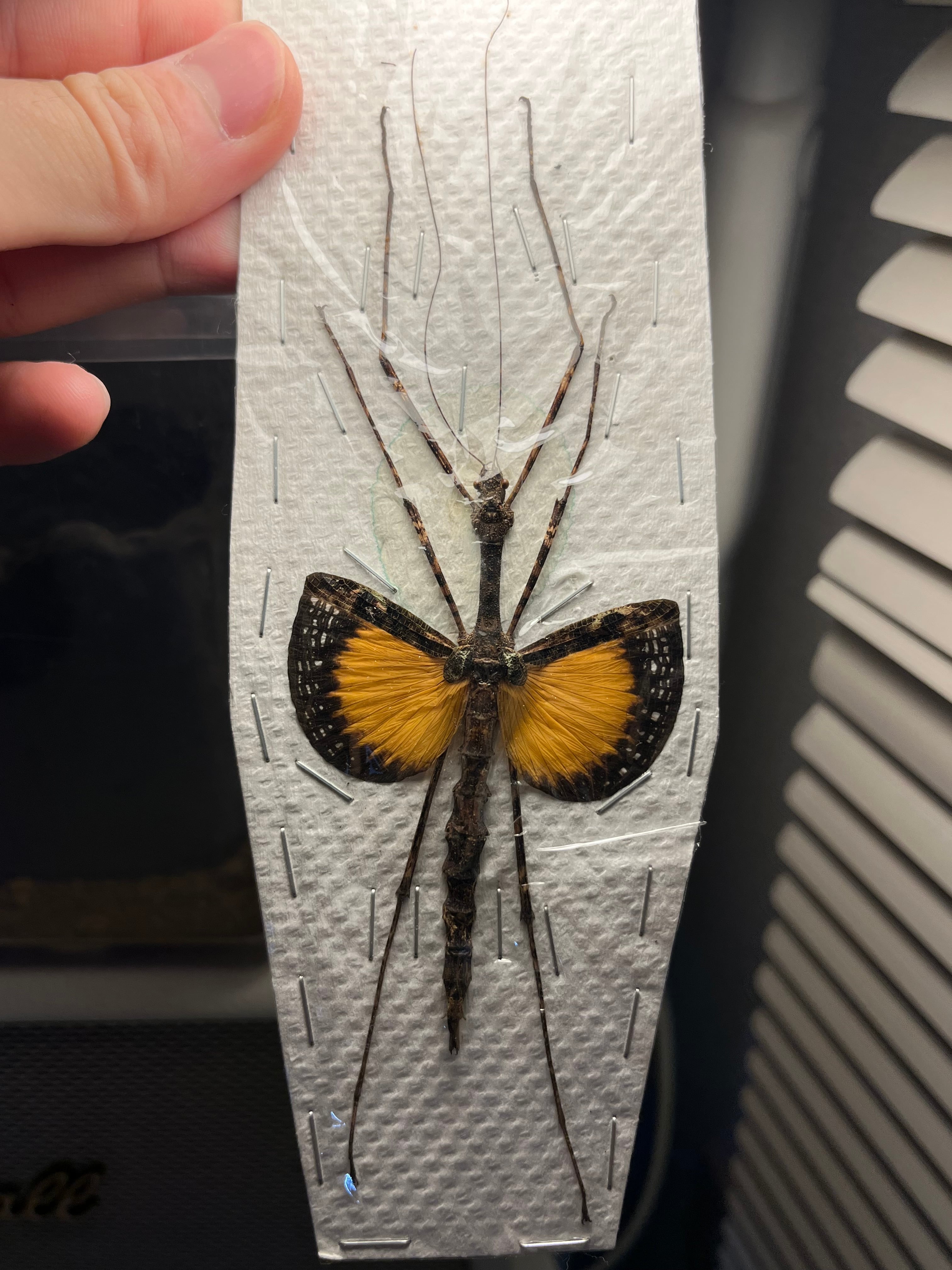 特大♀】トゲアシフトナナフシオバケフトナナフシコノハムシカマキリ