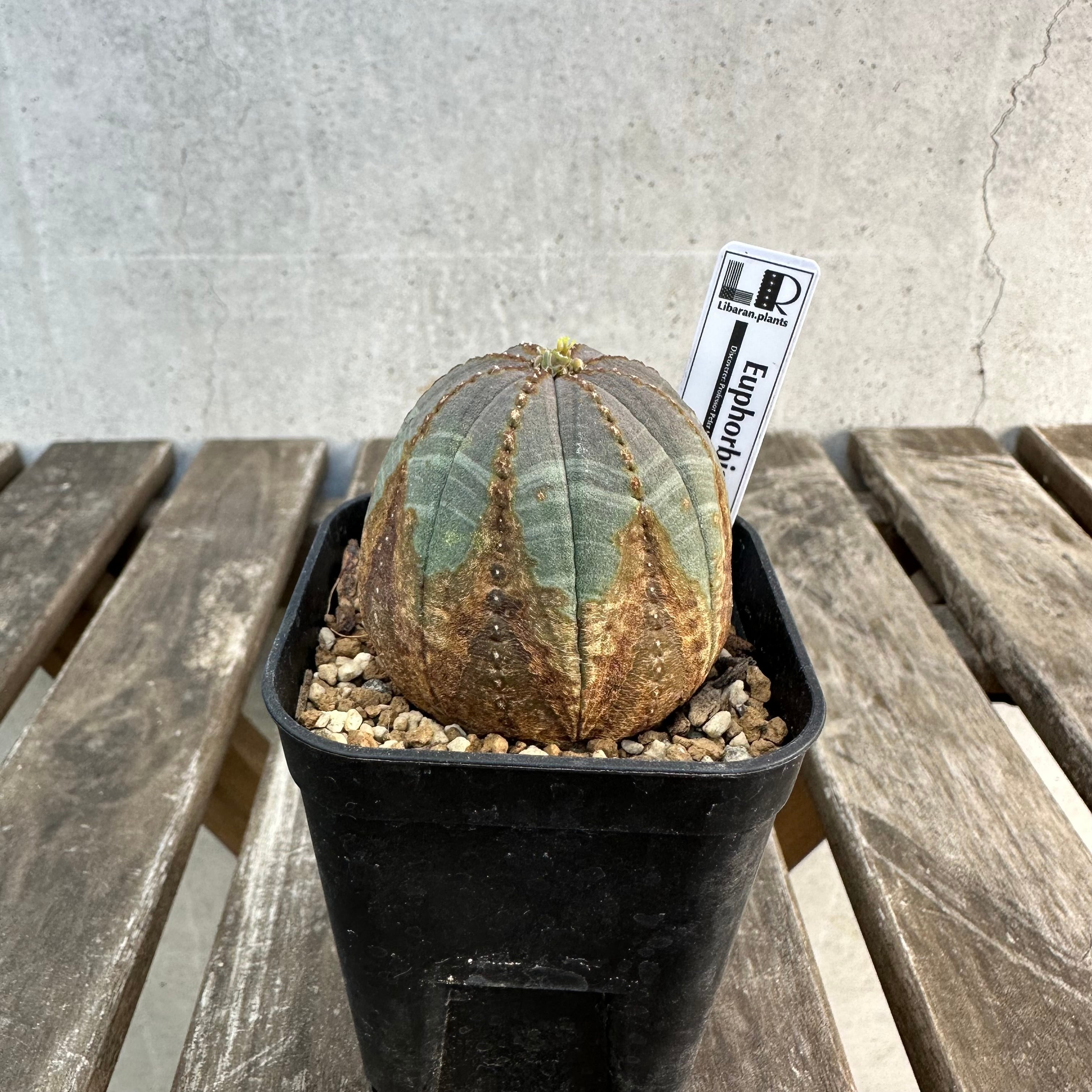 Obesa メス株 | Libaran_Plants〜ユーフォルビア オベサ 専門店