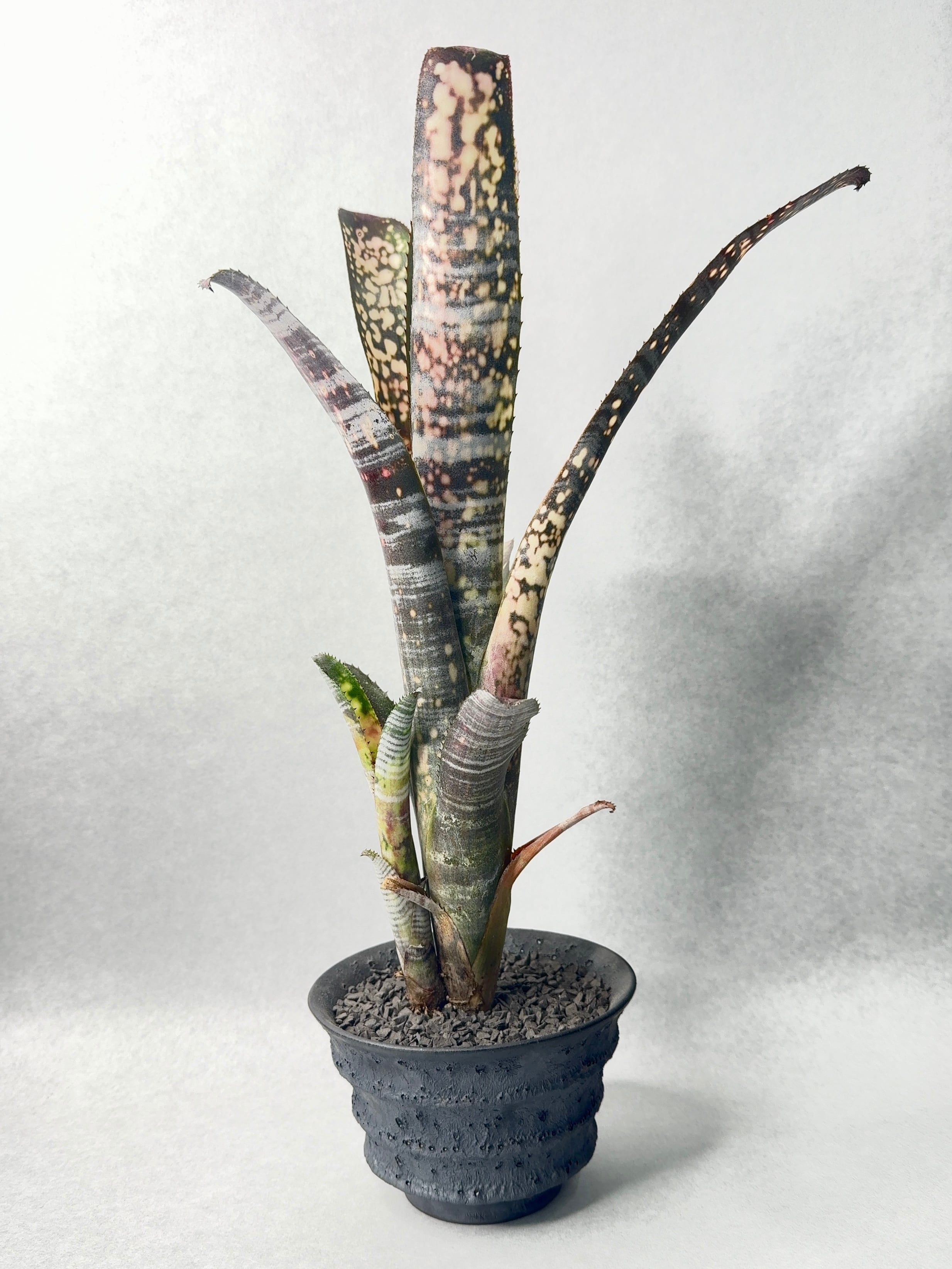 ティランジア・エディシアエ・シルバーフォーム | trigger