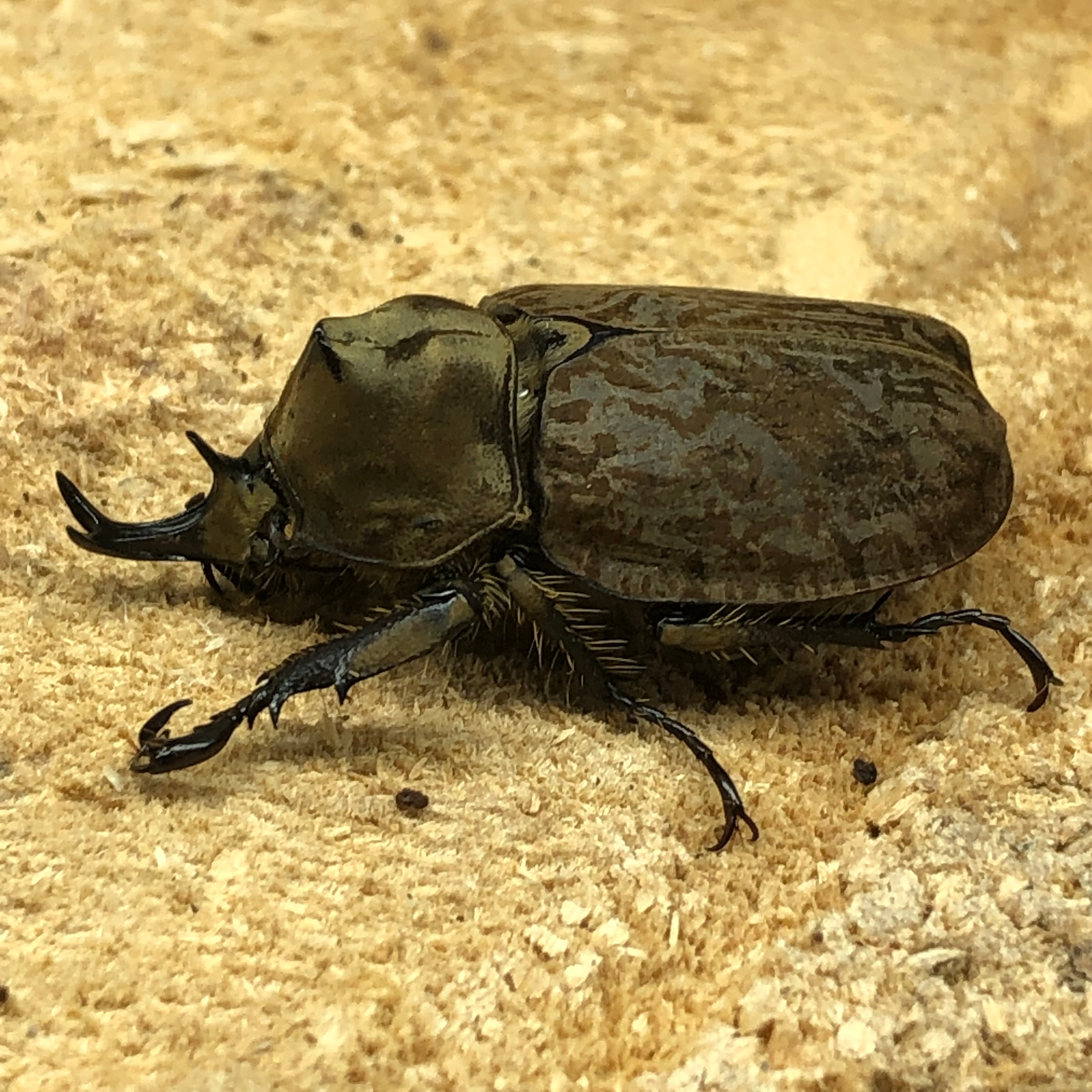 ラモサスビロードヒナカブトWF1•Mサイズペア | ドルクスあかね