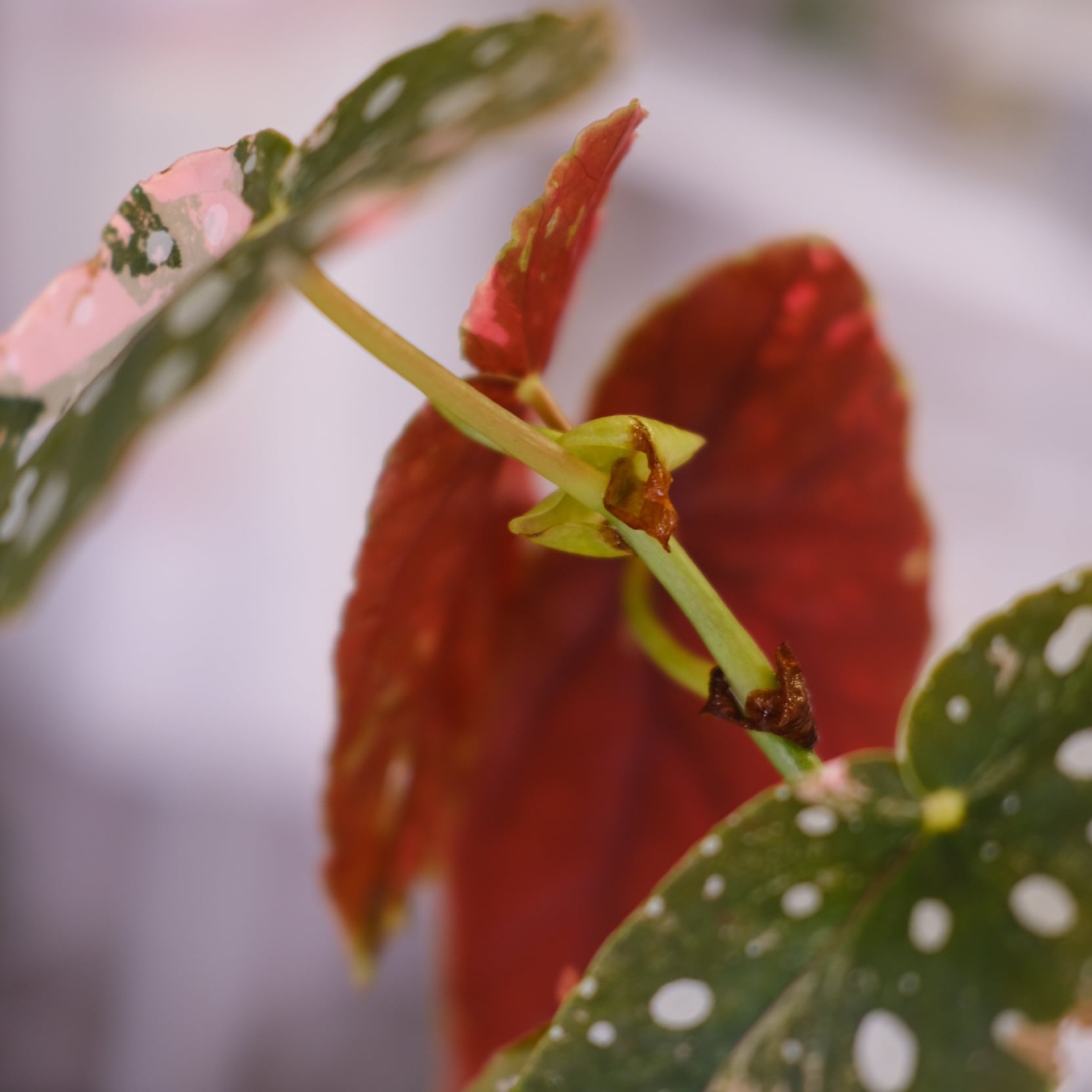 Begonia maculata variegata 'Pink'｜ベゴニア マクラータ ピンク