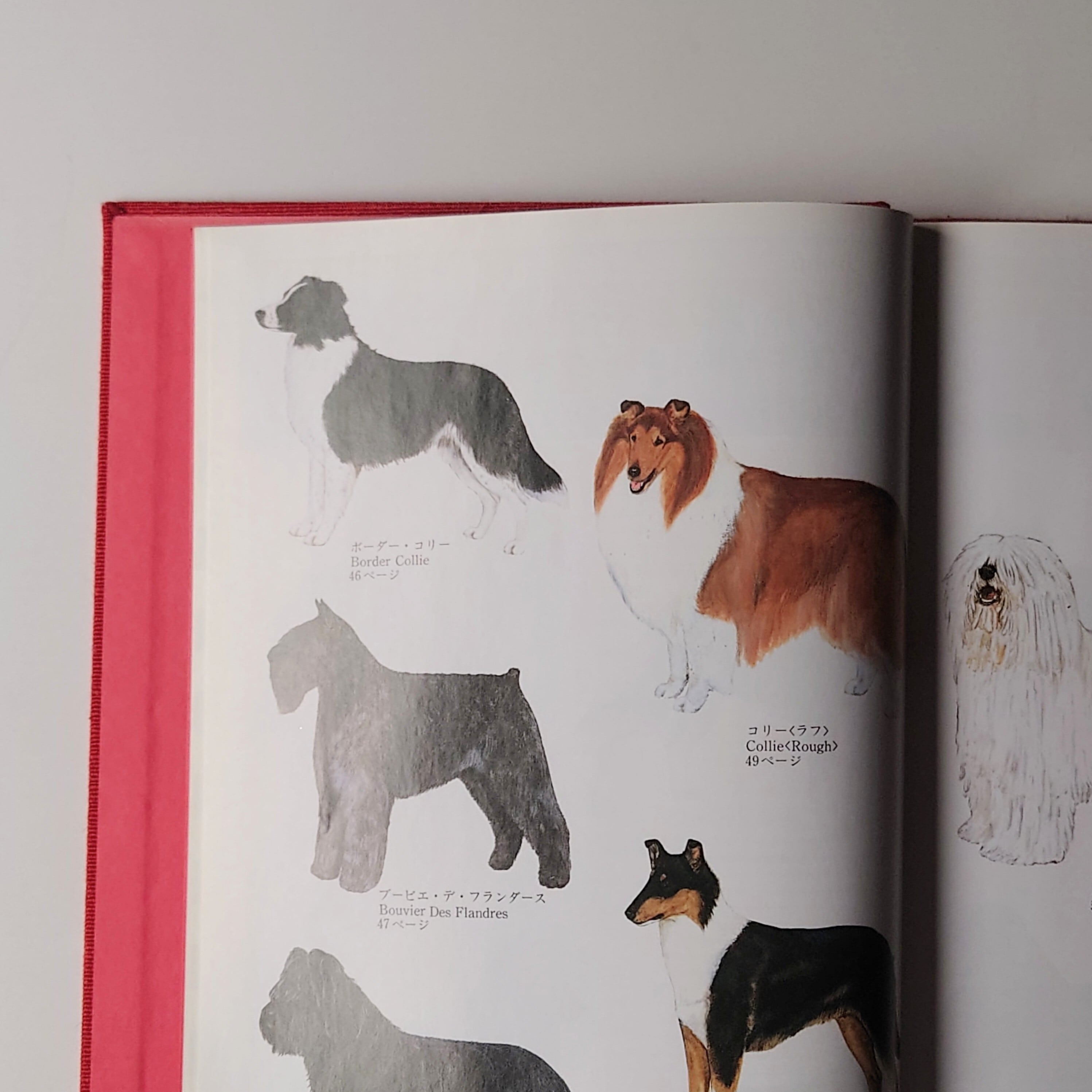 JKC 全犬種標準書第9版 | イヌグラシ