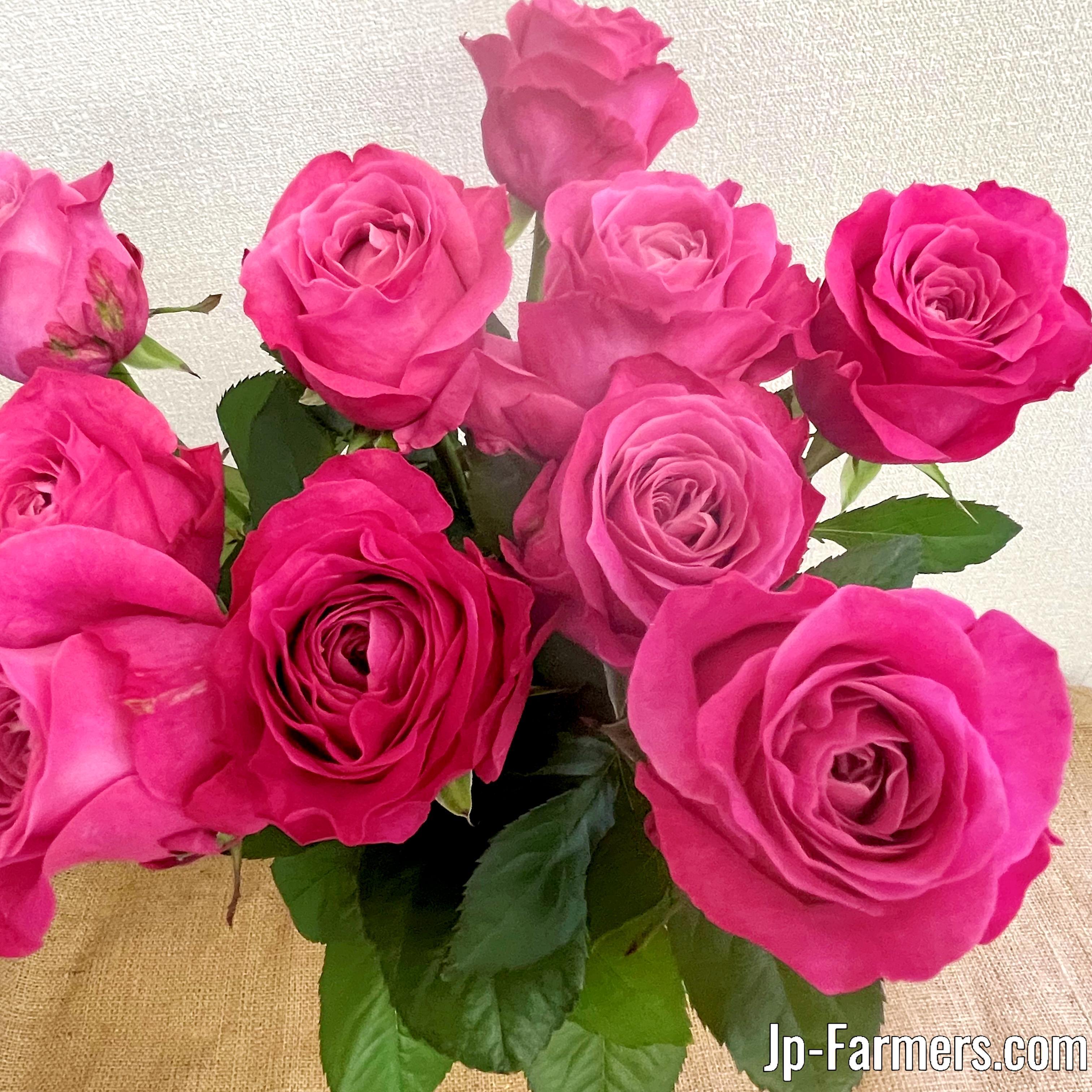 神田ばら園 10本 ☆バラ品種名： オール4ラブ | 新鮮お花問屋 Jp