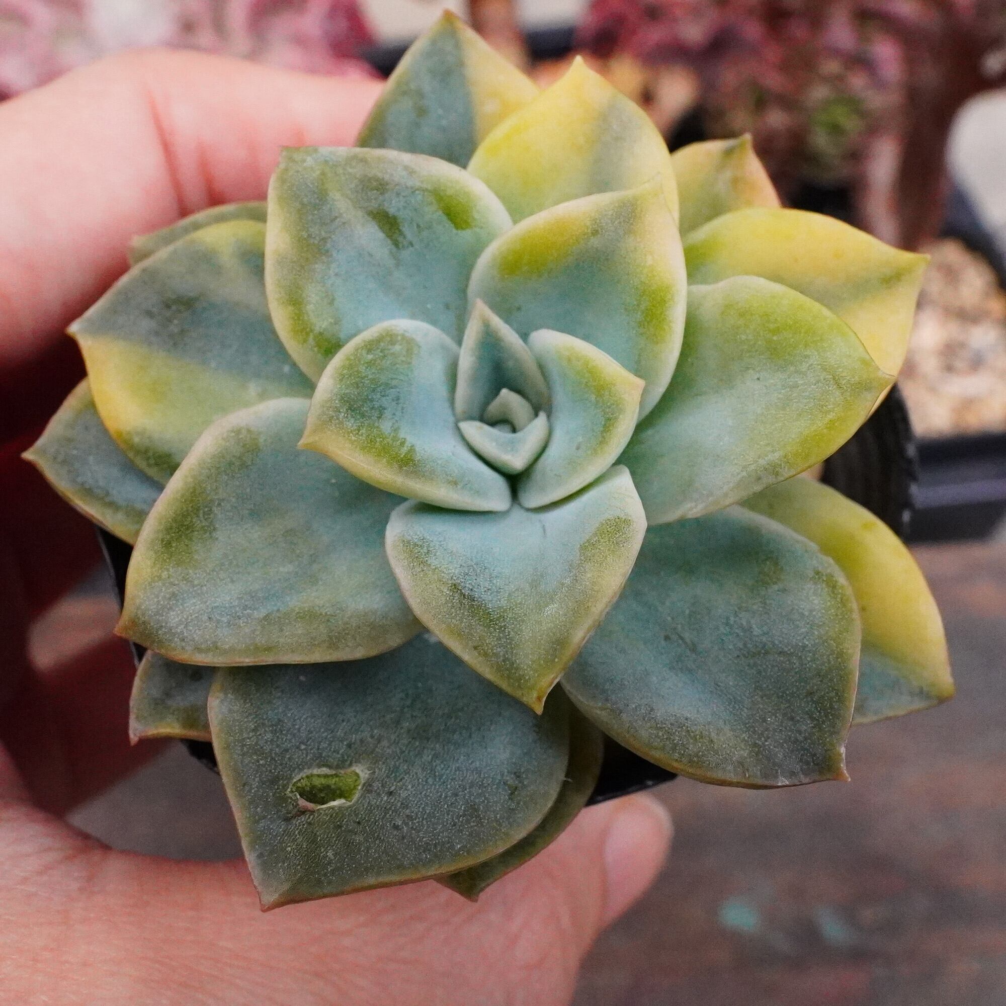 多肉植物 インドネシア産 ブラックプリンス錦 極上斑 ① エケベリア