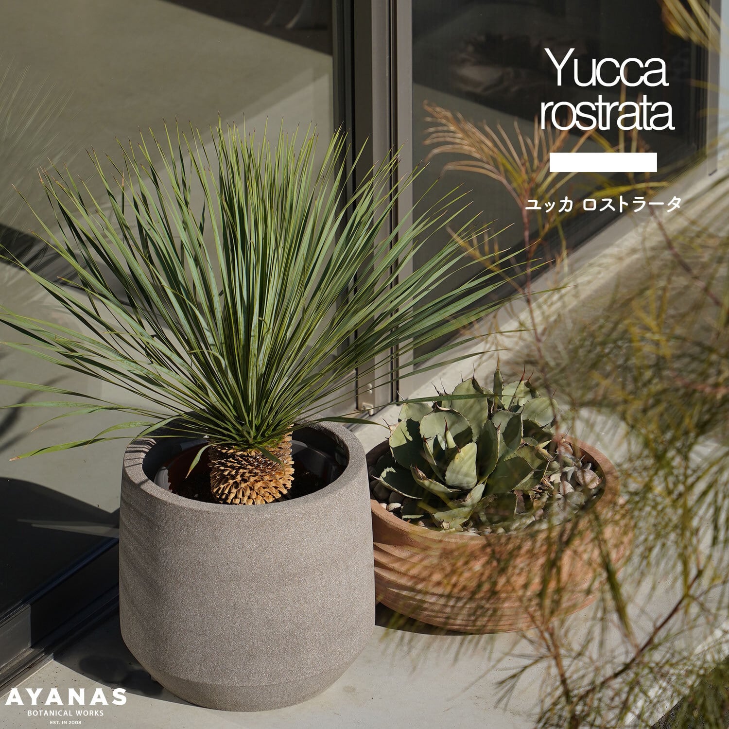 ユッカロストラータ 太株 (ち) ユッカロストラータ 太株 (ふ)