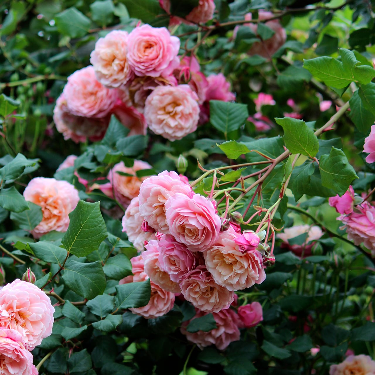 バラ大苗 プリ P.J. ルドゥーテ【ギヨー】 ＜3月中旬発送商品